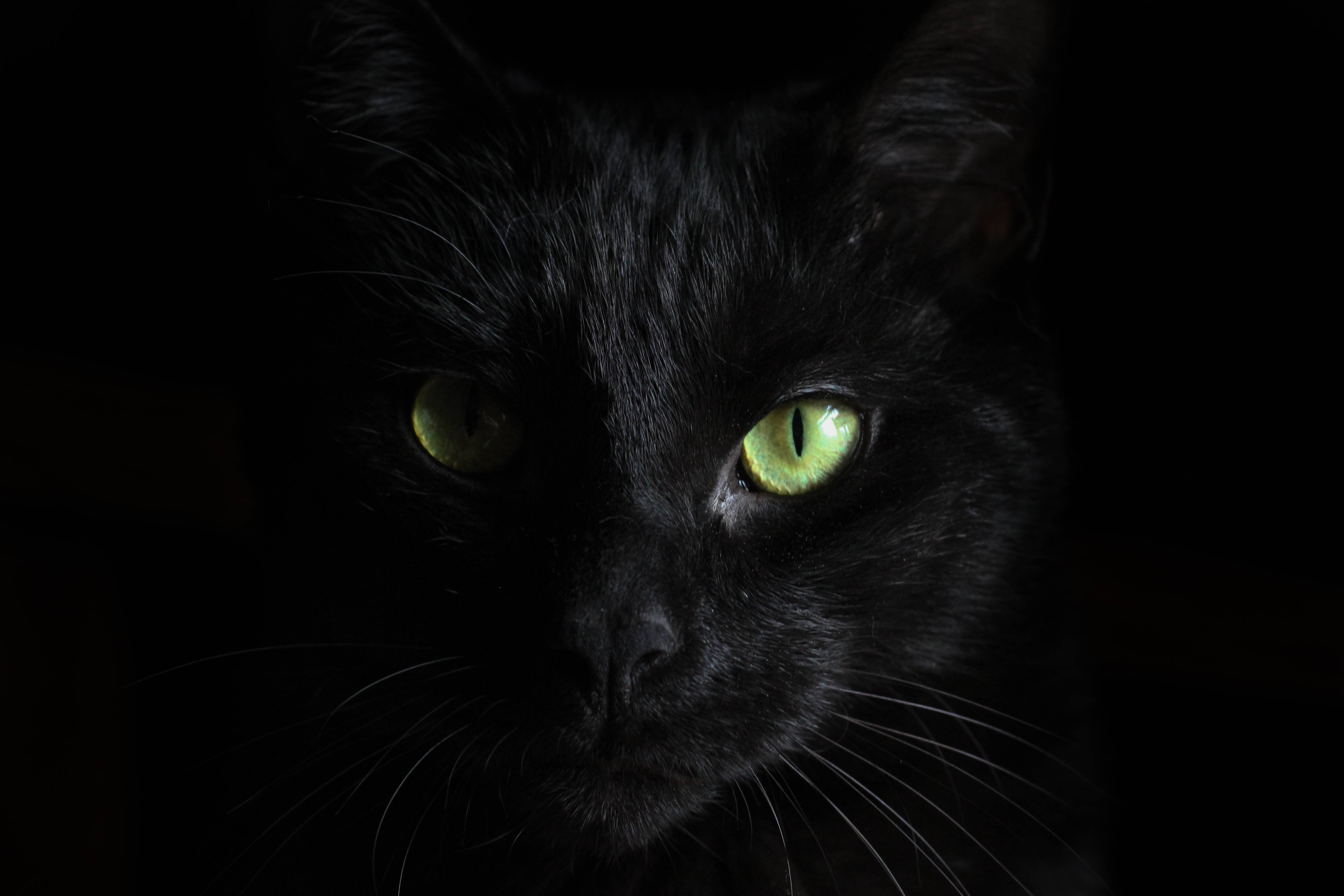 Sort og grønøjet kat Wallpapers