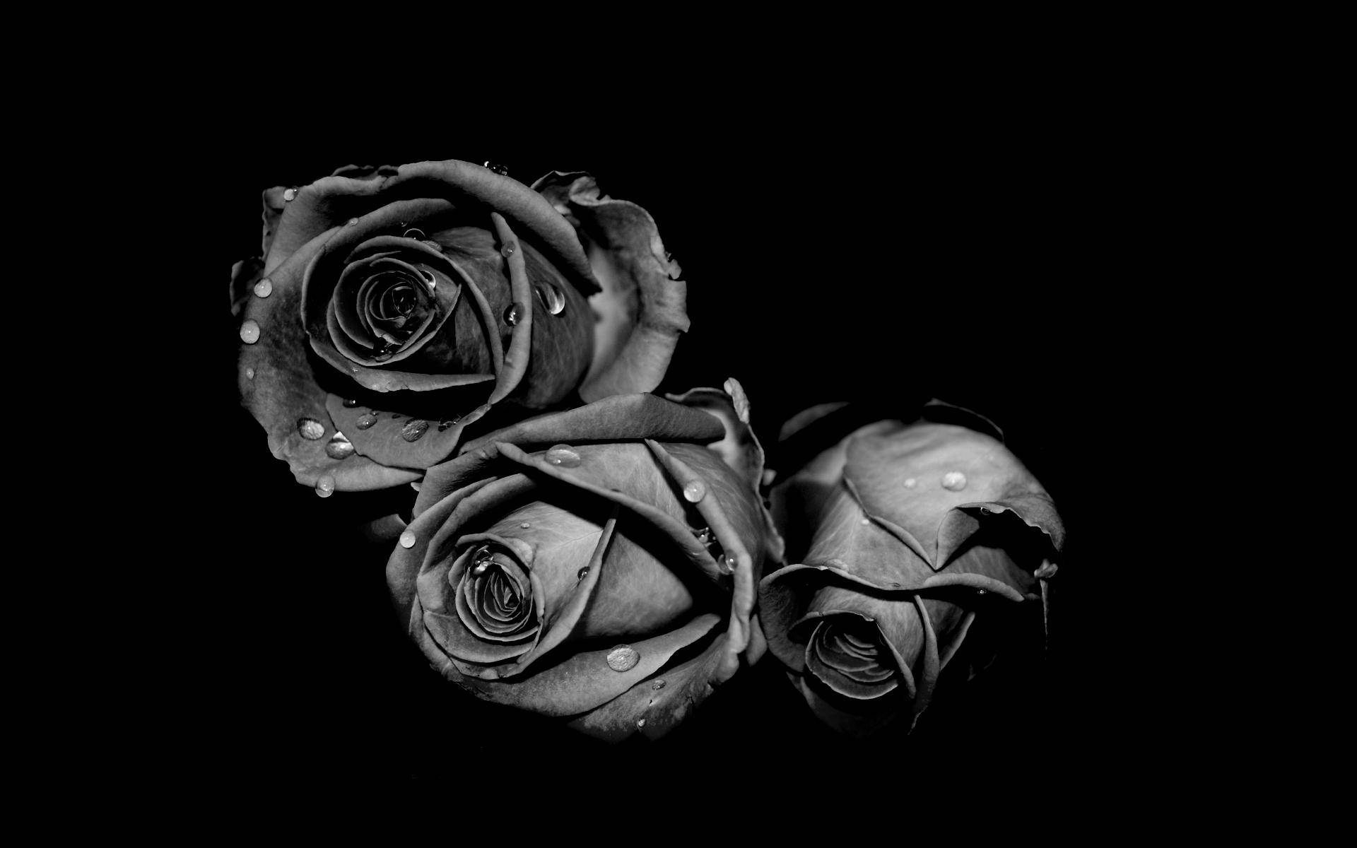 Sort og hvid blomst tre roser Wallpapers