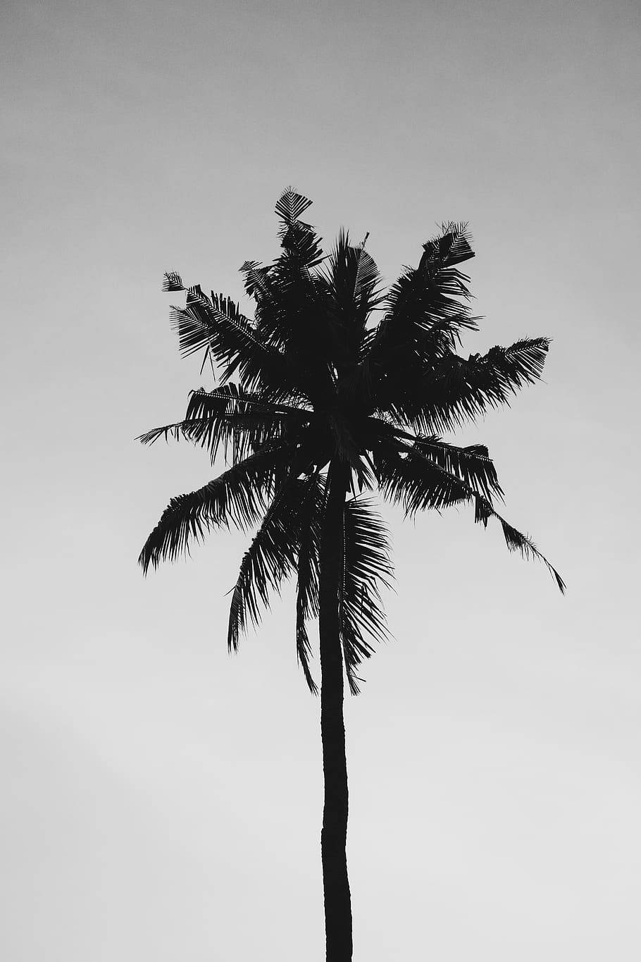 Sort og hvid ensom kokospalme Wallpapers