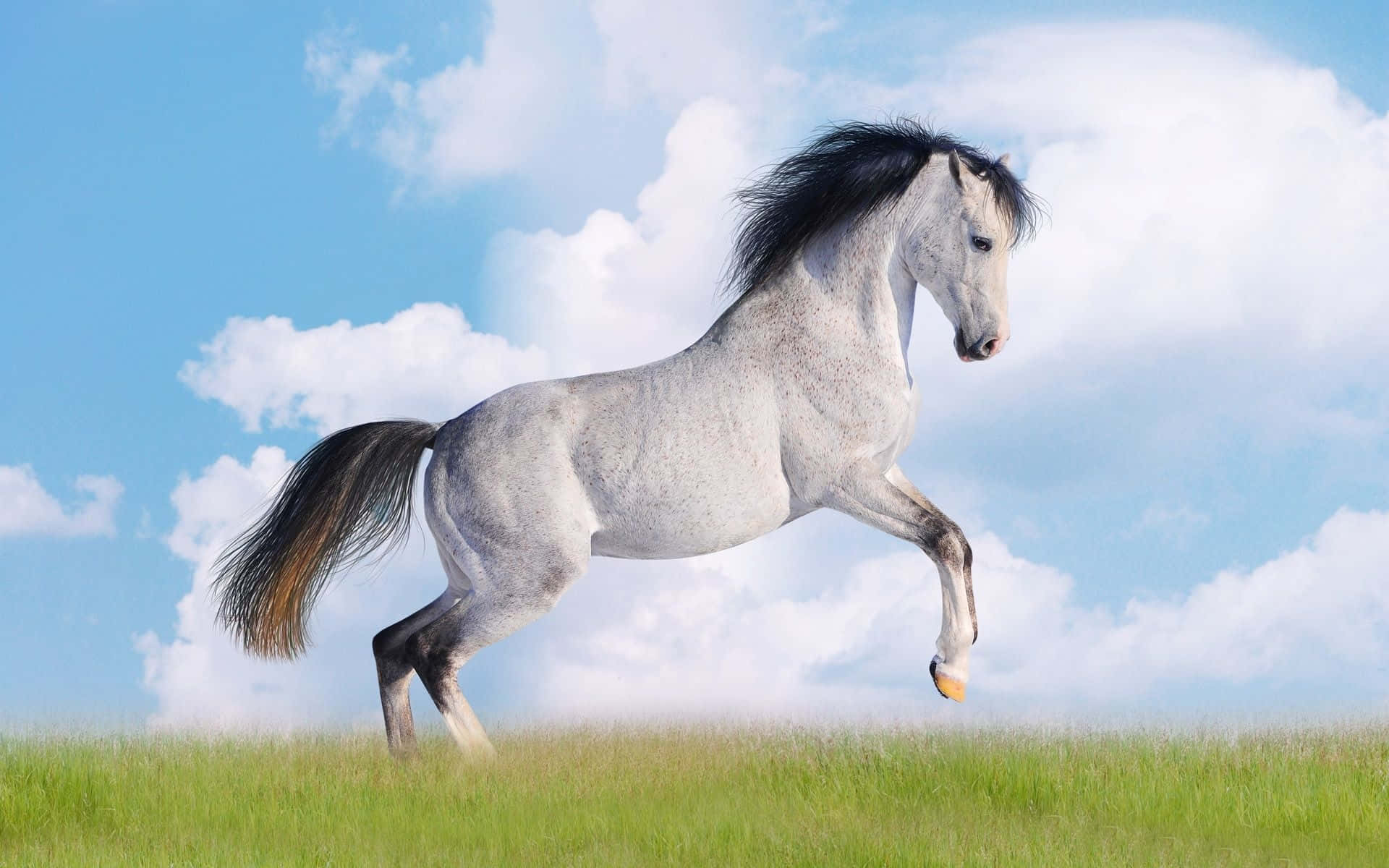 Sort og hvid hest galoperende fotografi Wallpapers