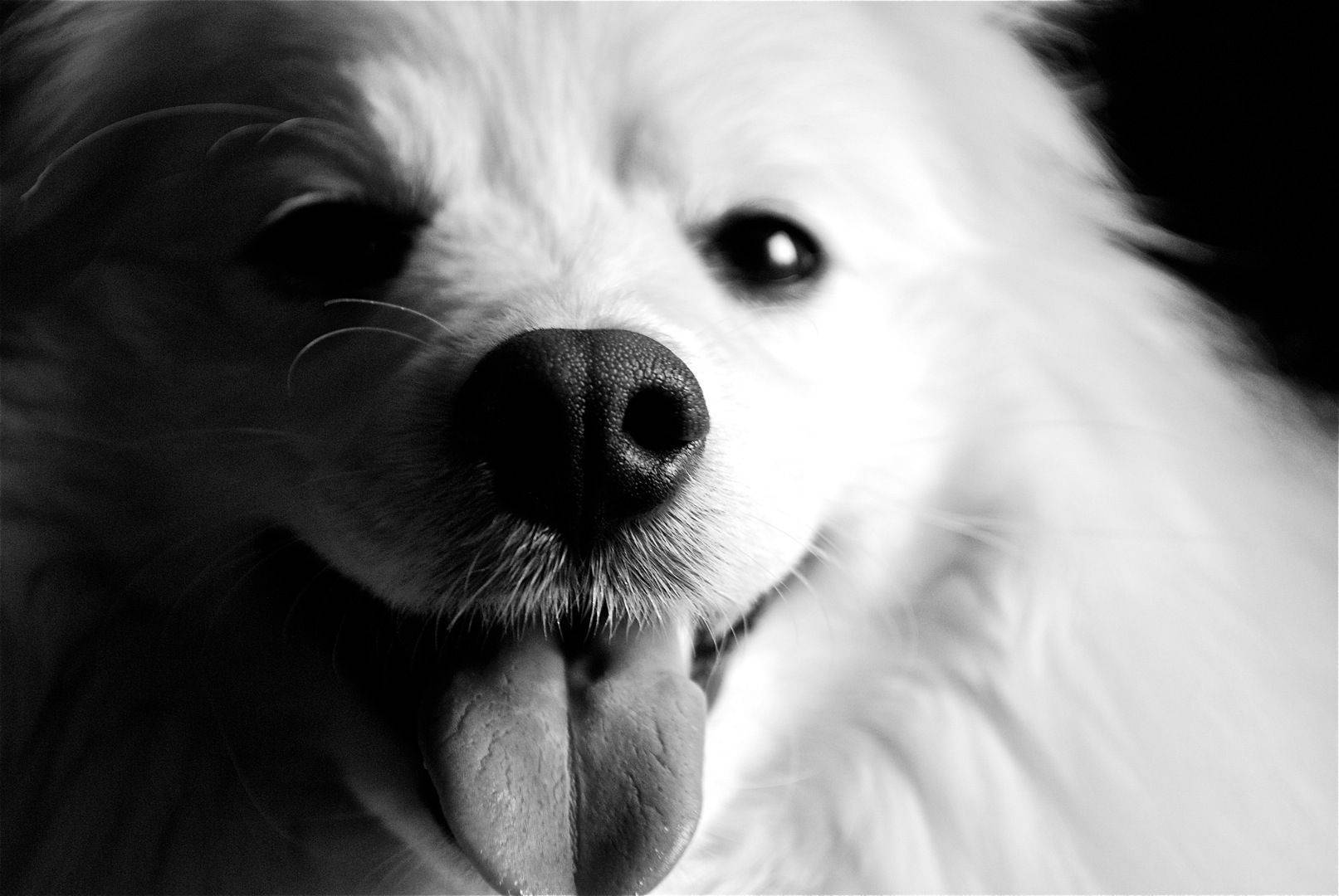 Sort og hvid hund med tungen ud Wallpapers