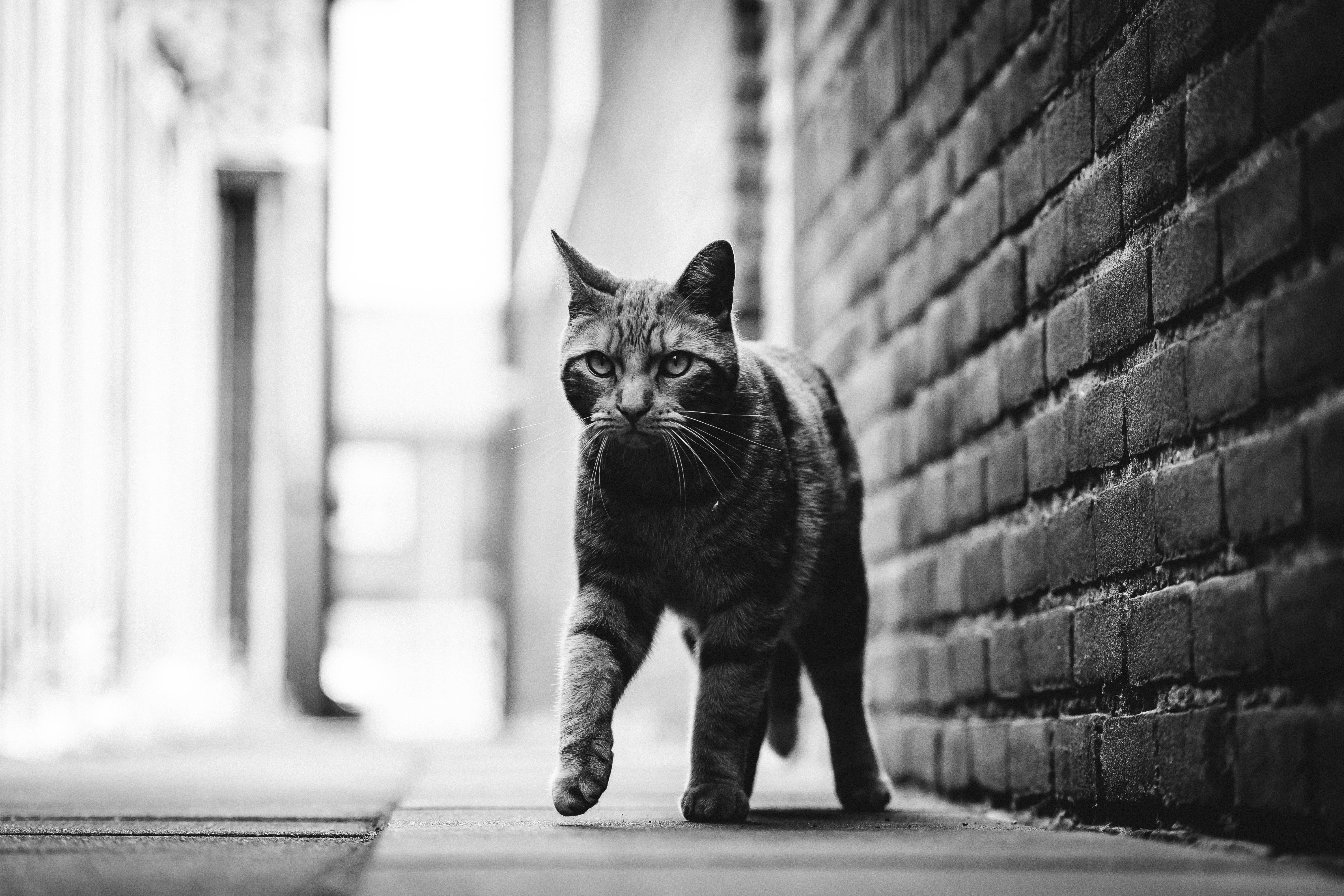 Sort og hvid kat i gyde Wallpapers