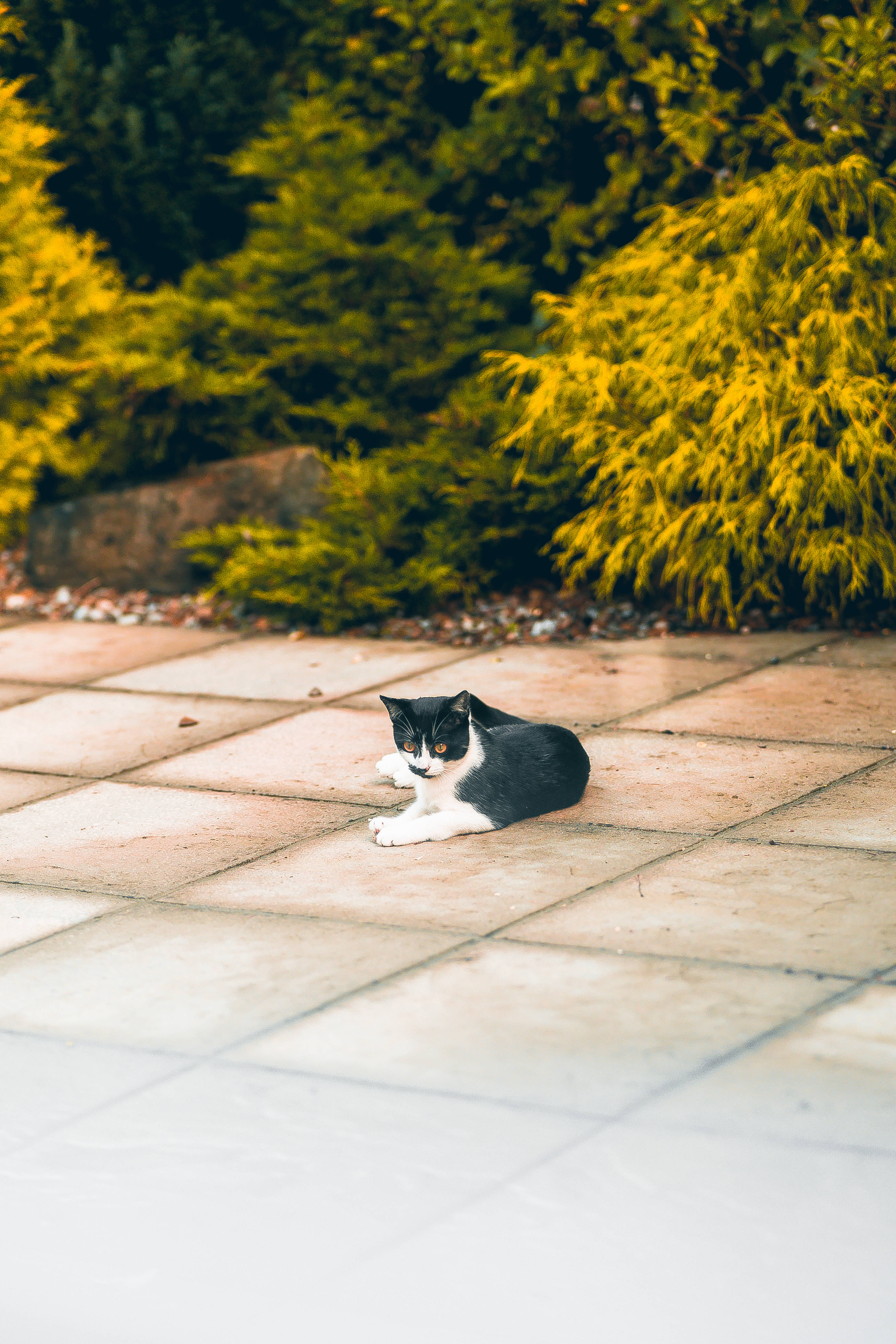 Sort og hvid kawaii kat sidder Wallpapers