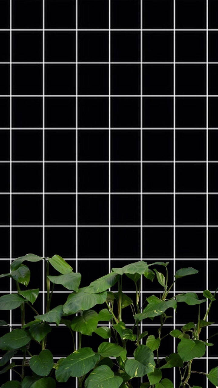 Sort og hvid med planter gitter æstetik Wallpapers