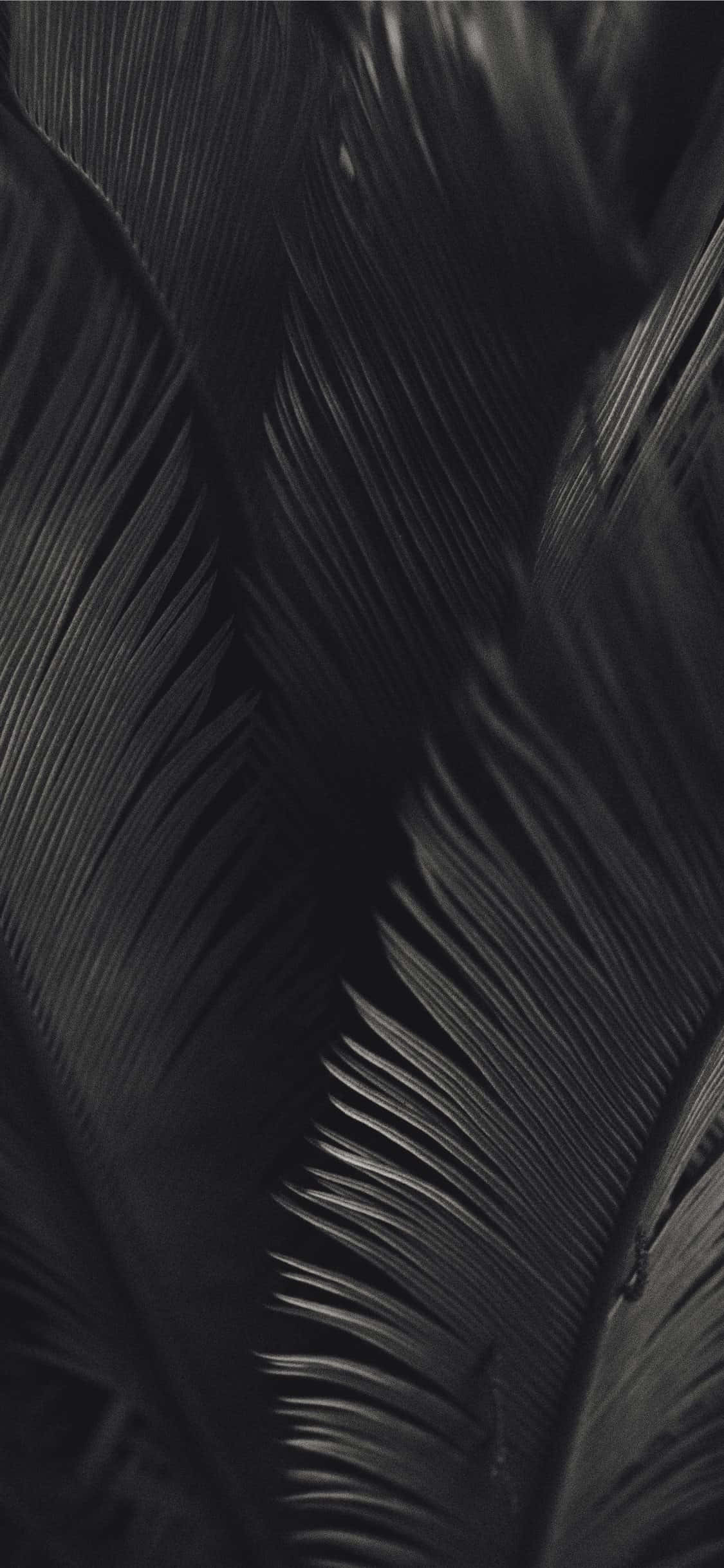 Sort og hvid palmetræsblade mørk æstetik Wallpapers