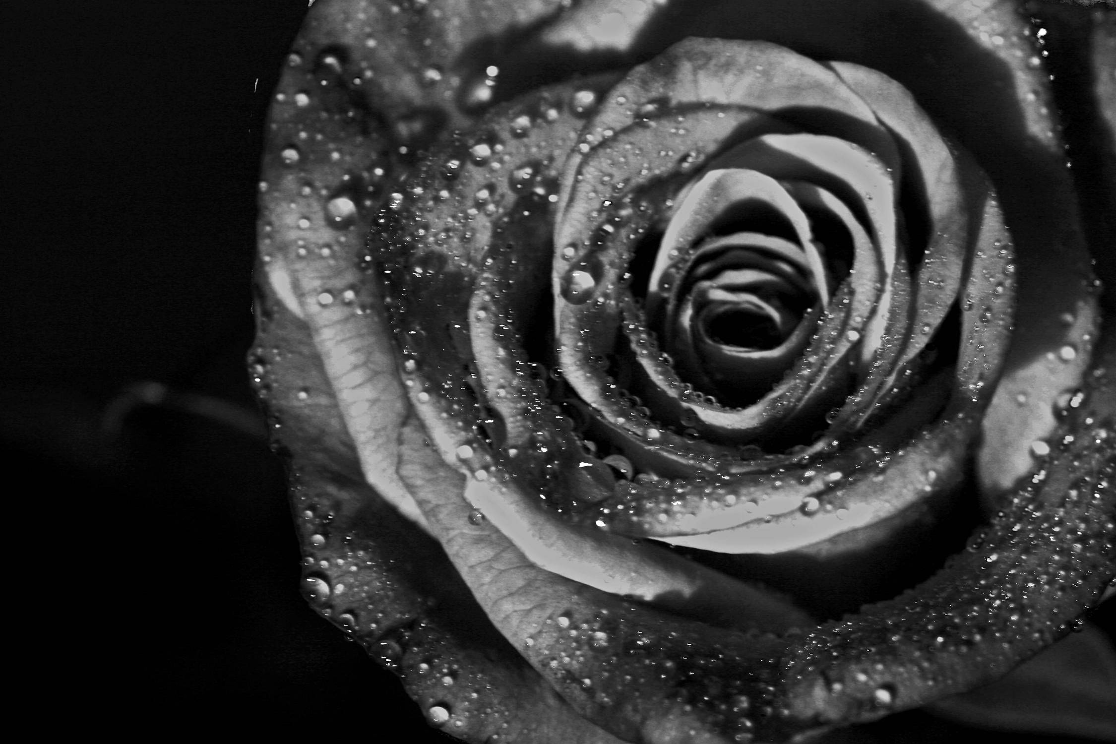 Sort og hvid rose med vanddråber Wallpapers