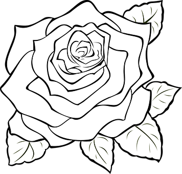 Sort og hvid rose linjekunst Wallpapers