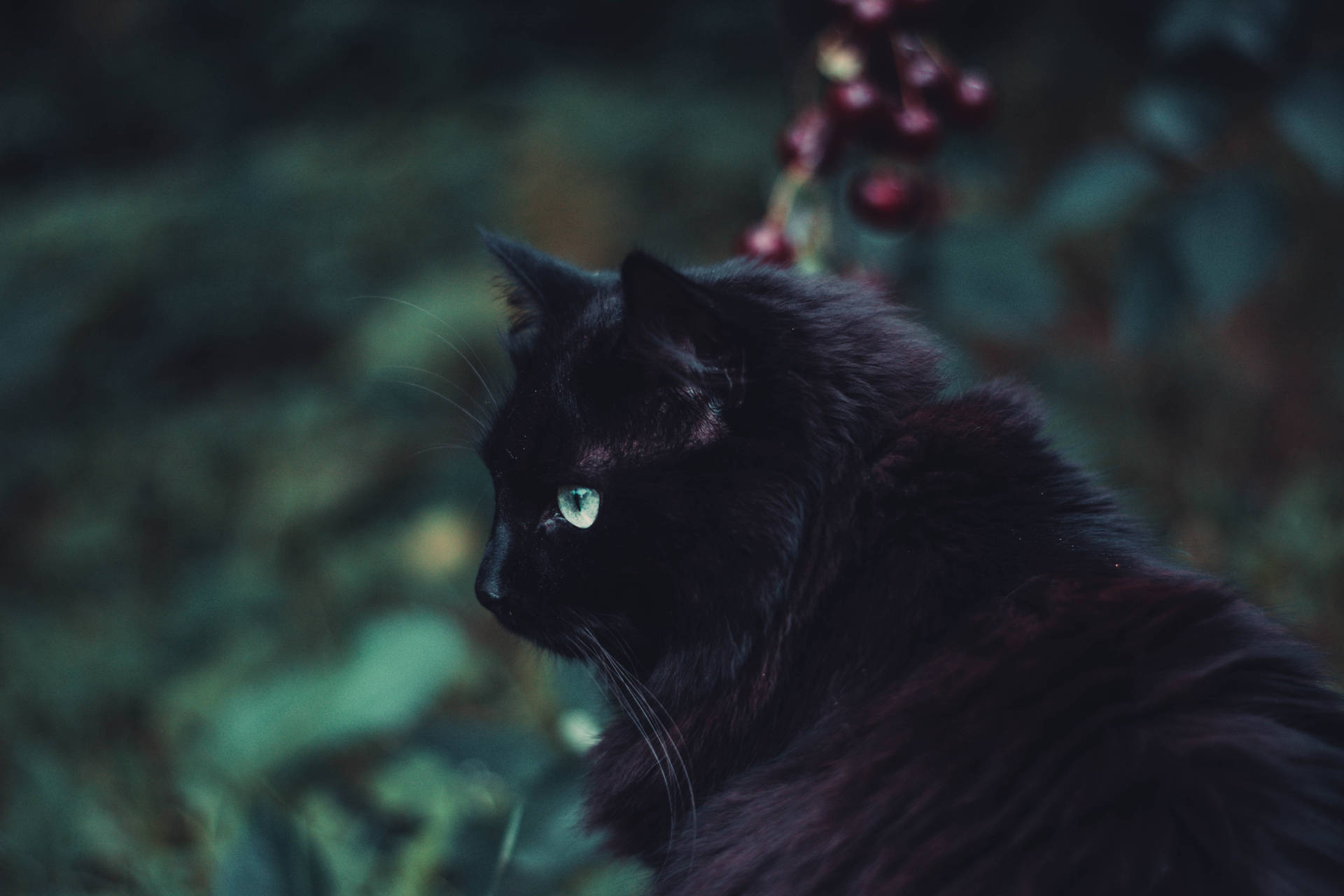 Sort Pelset Kat Dyr tapet — Sort Wallpapers
