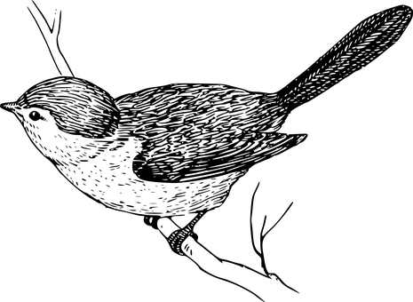 Sort silhuet af fugleflugt Wallpapers