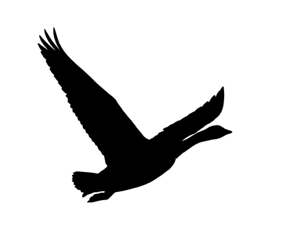 Sort silhuet af fugleflugt Wallpapers