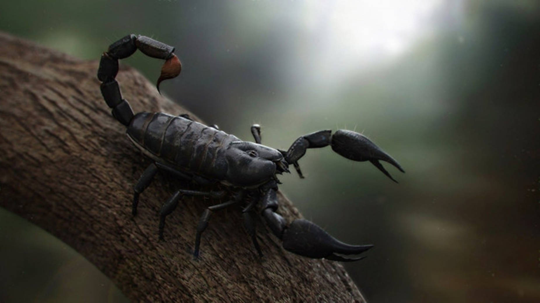 Sort skorpion på trægren Wallpapers