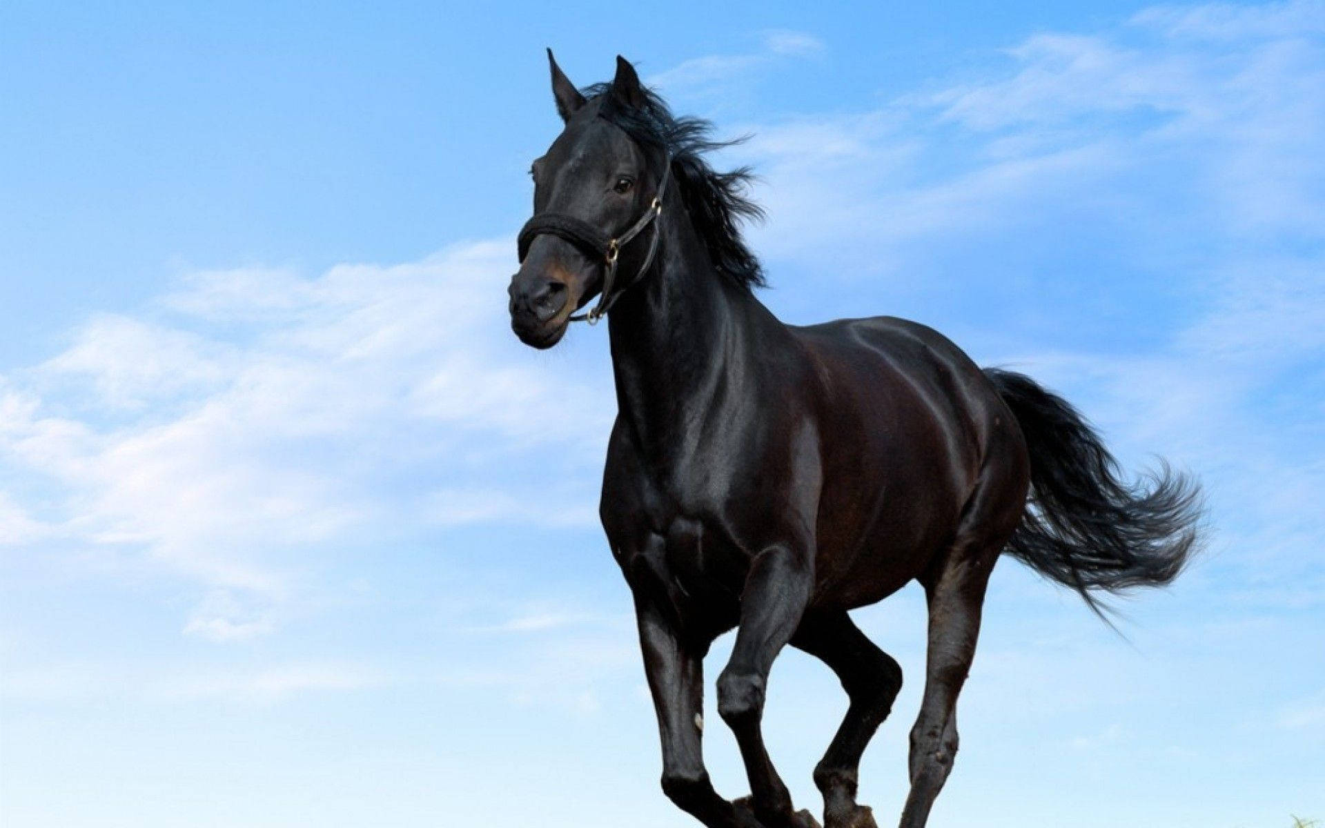 Sort sød hest Wallpapers