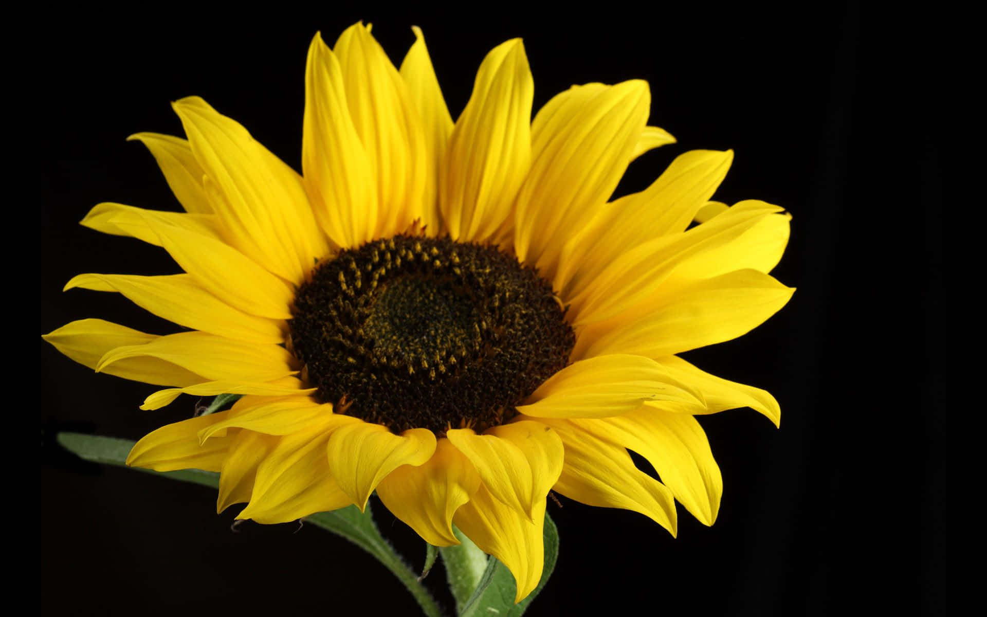 Sort solsikke sommerblomst Wallpapers