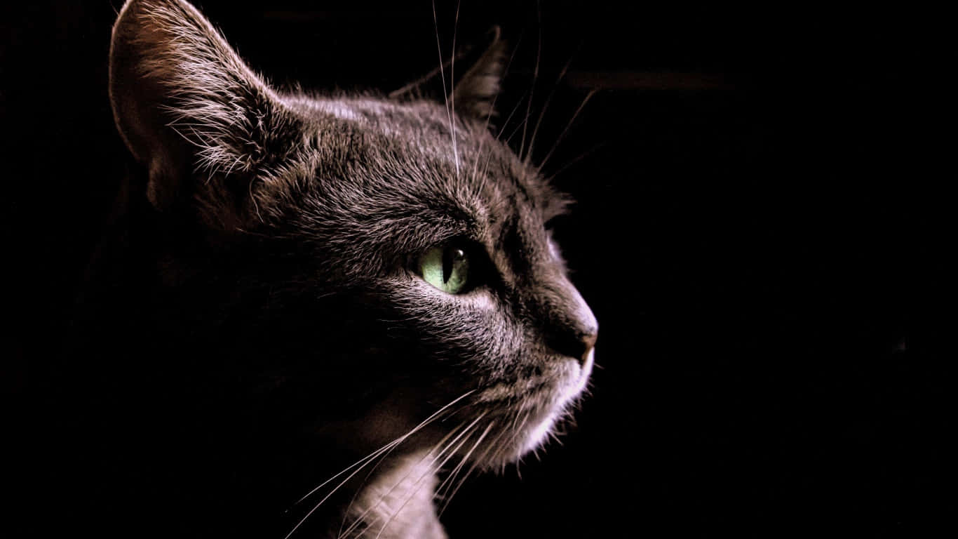 Sort tamkat i profil Wallpapers