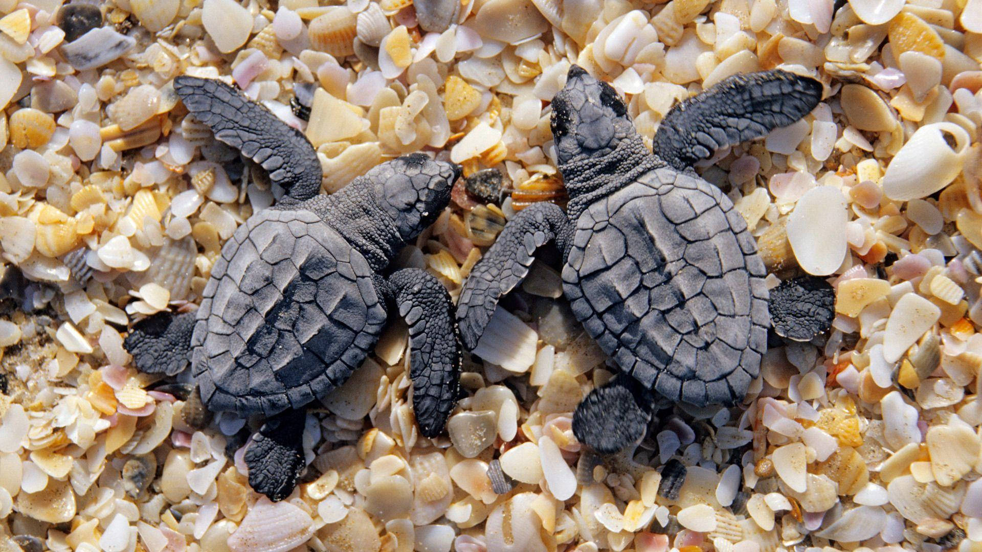 Sorte fede skildpadder Wallpapers