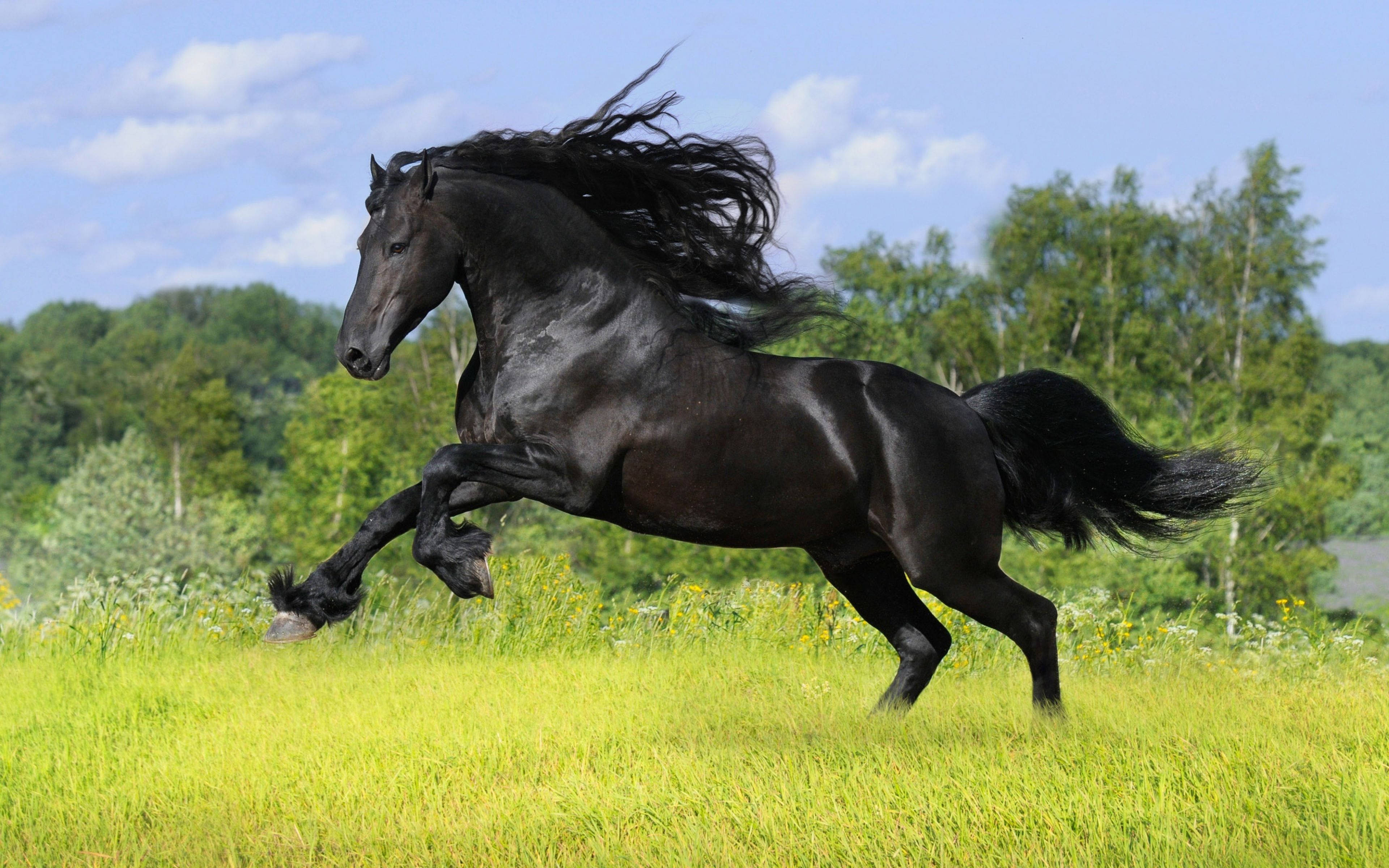 Sorthåret sød hest Wallpapers