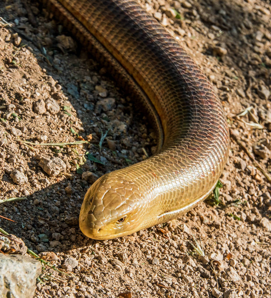 Spektakulær Han Glass Lizard på Tør Jord Wallpapers