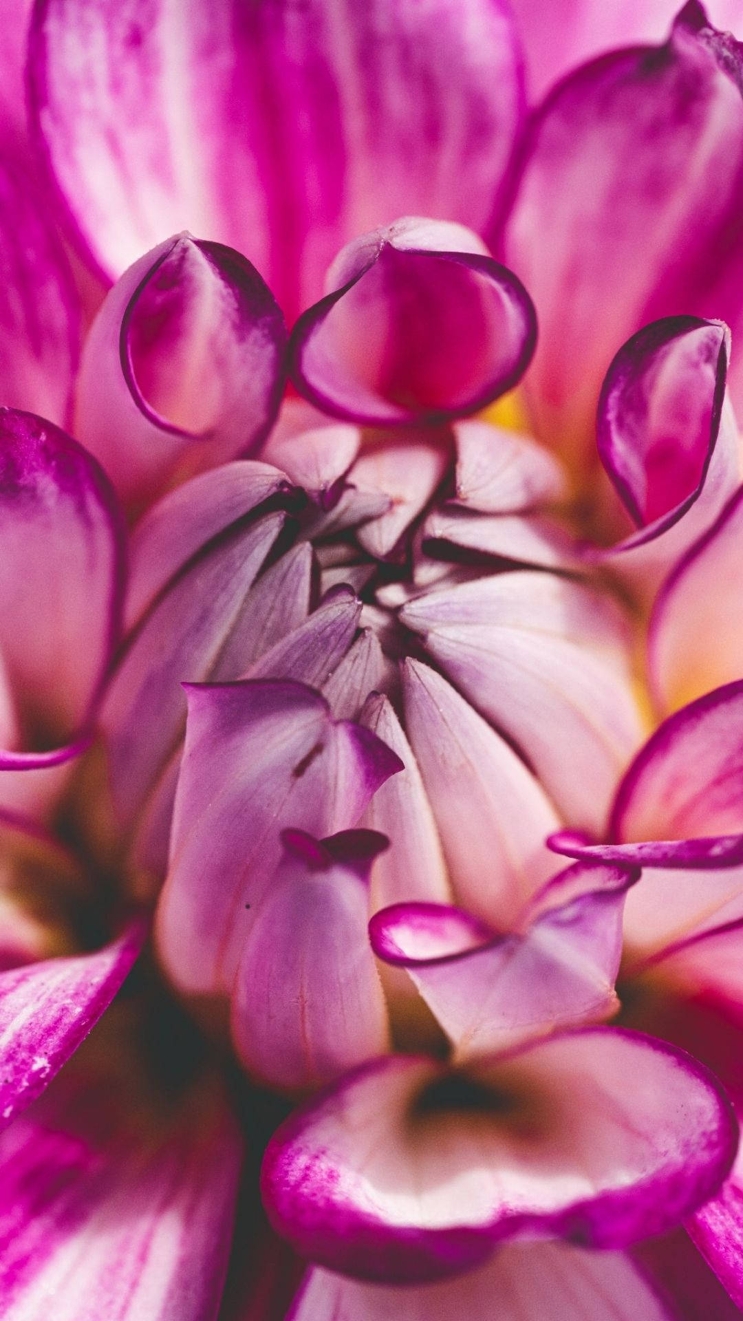 Spirende blomsteræstetik Wallpapers