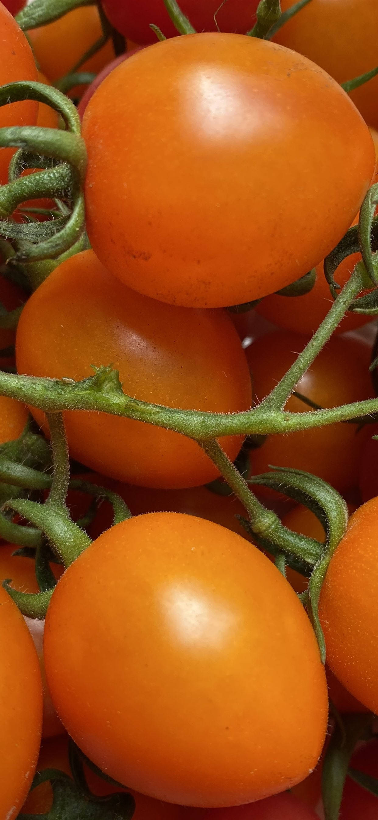 Sprøde Friske Orange Tomater Tæt På Wallpapers