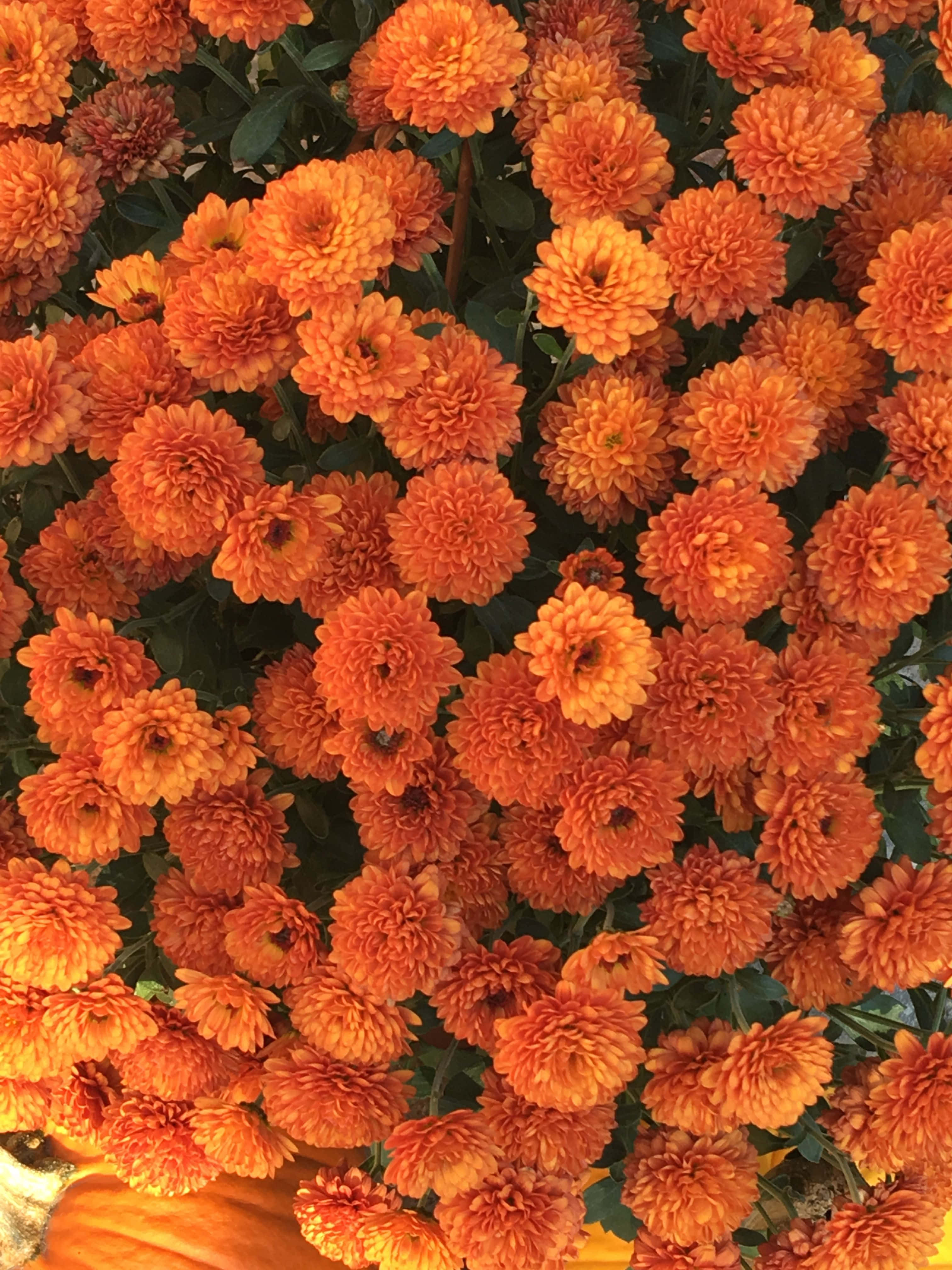 "Spred varme og positivitet med en orange æstetik!" Wallpapers