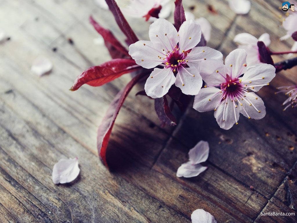 Spredte kirsebærblomster Wallpapers