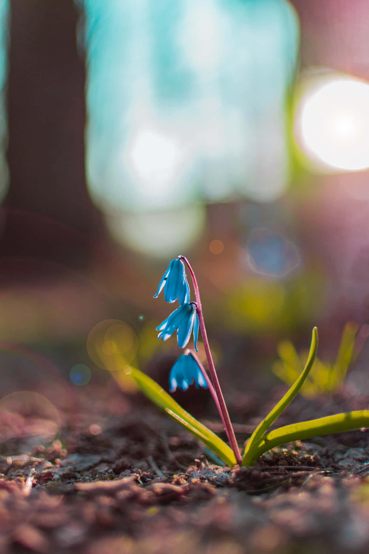 Squill blå blomster telefon Wallpapers