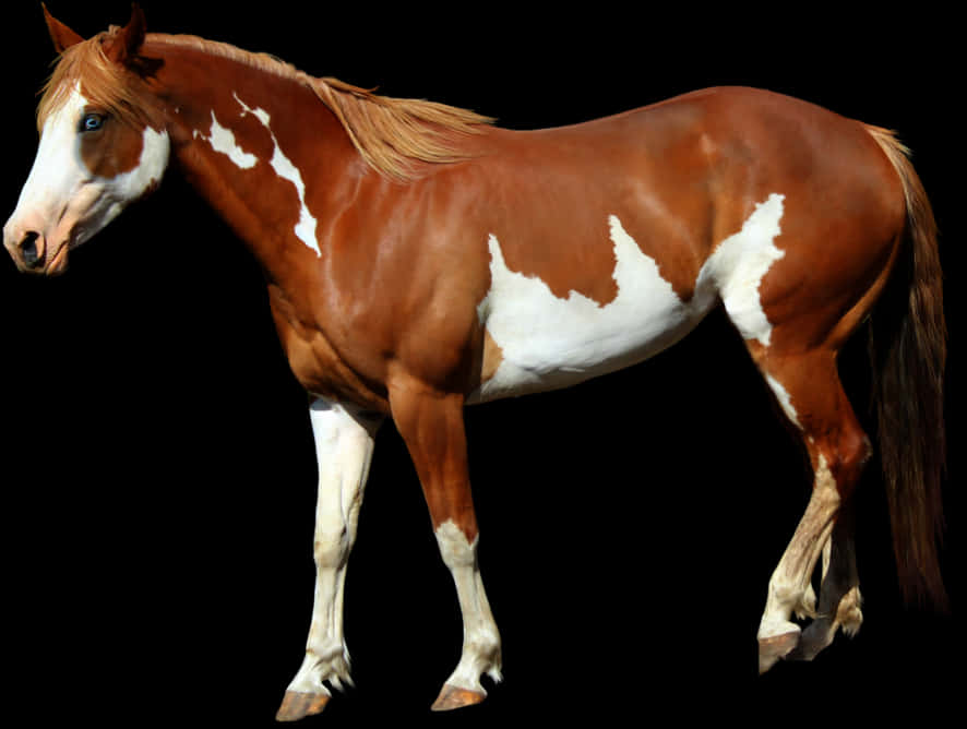 Stående kastanjefarvet paint-hest Wallpapers