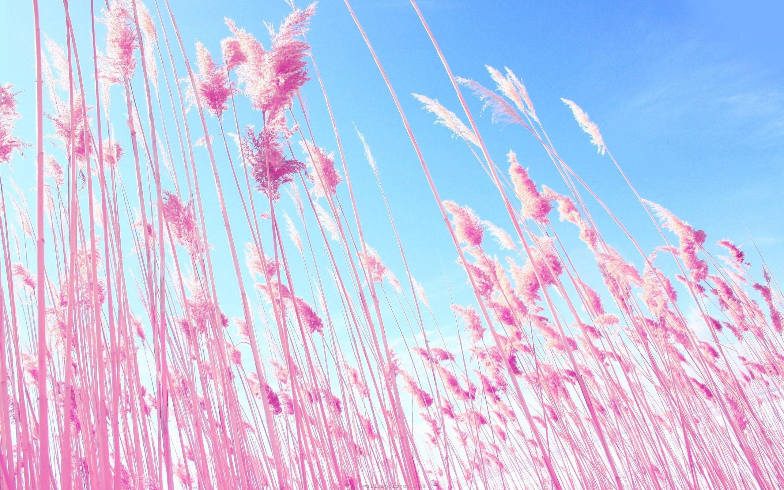 Stående på det livlige lyserøde felt Wallpapers