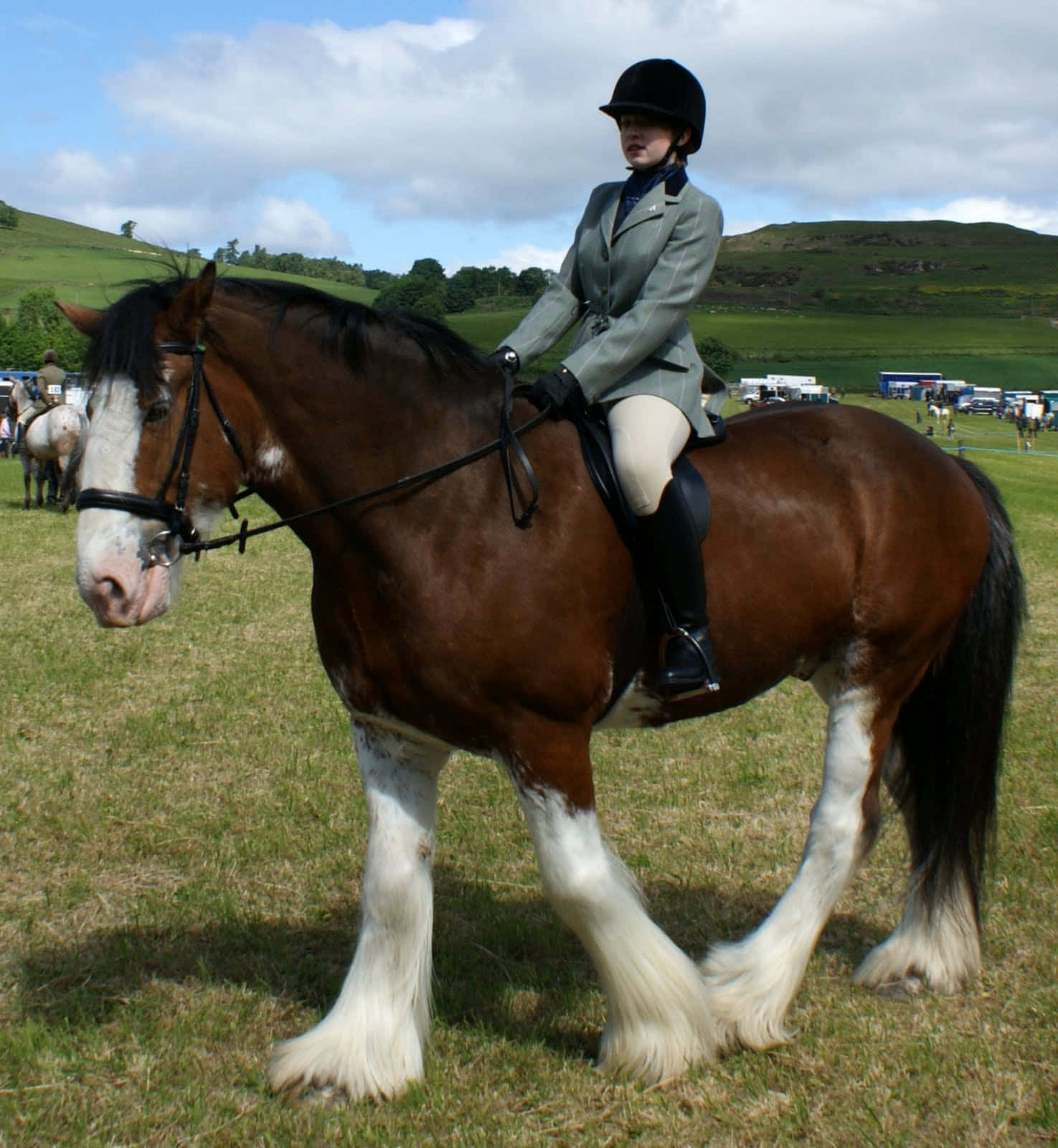 Stående stærkt, en majestætisk Clydesdale-hest Wallpapers