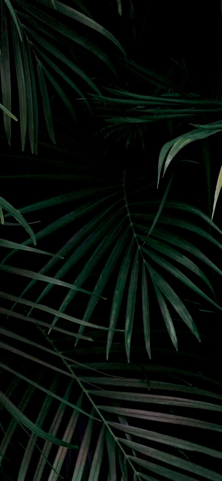 Standard Blade Æstetik Wallpapers