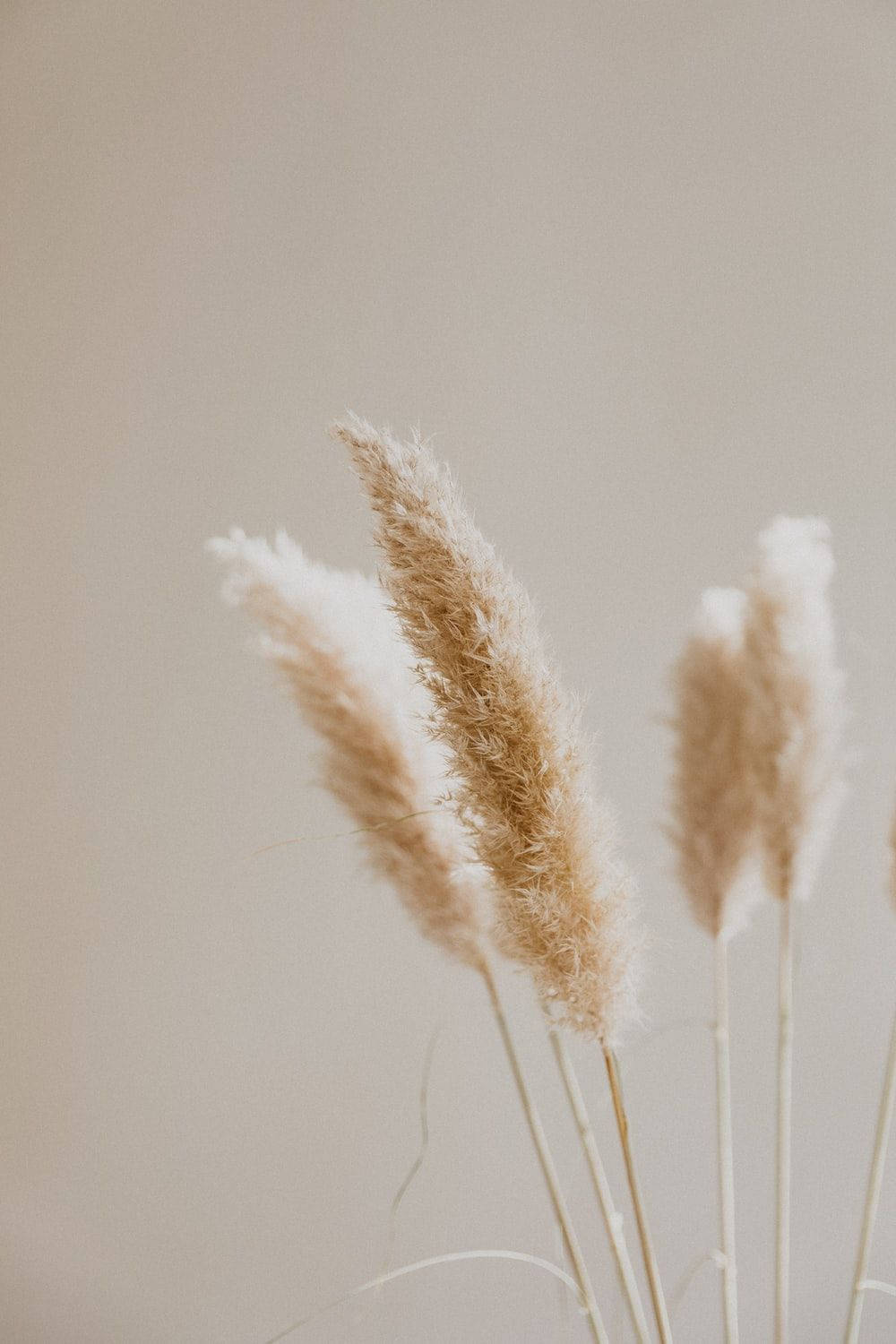 Æstetisk beige sivplante Wallpapers