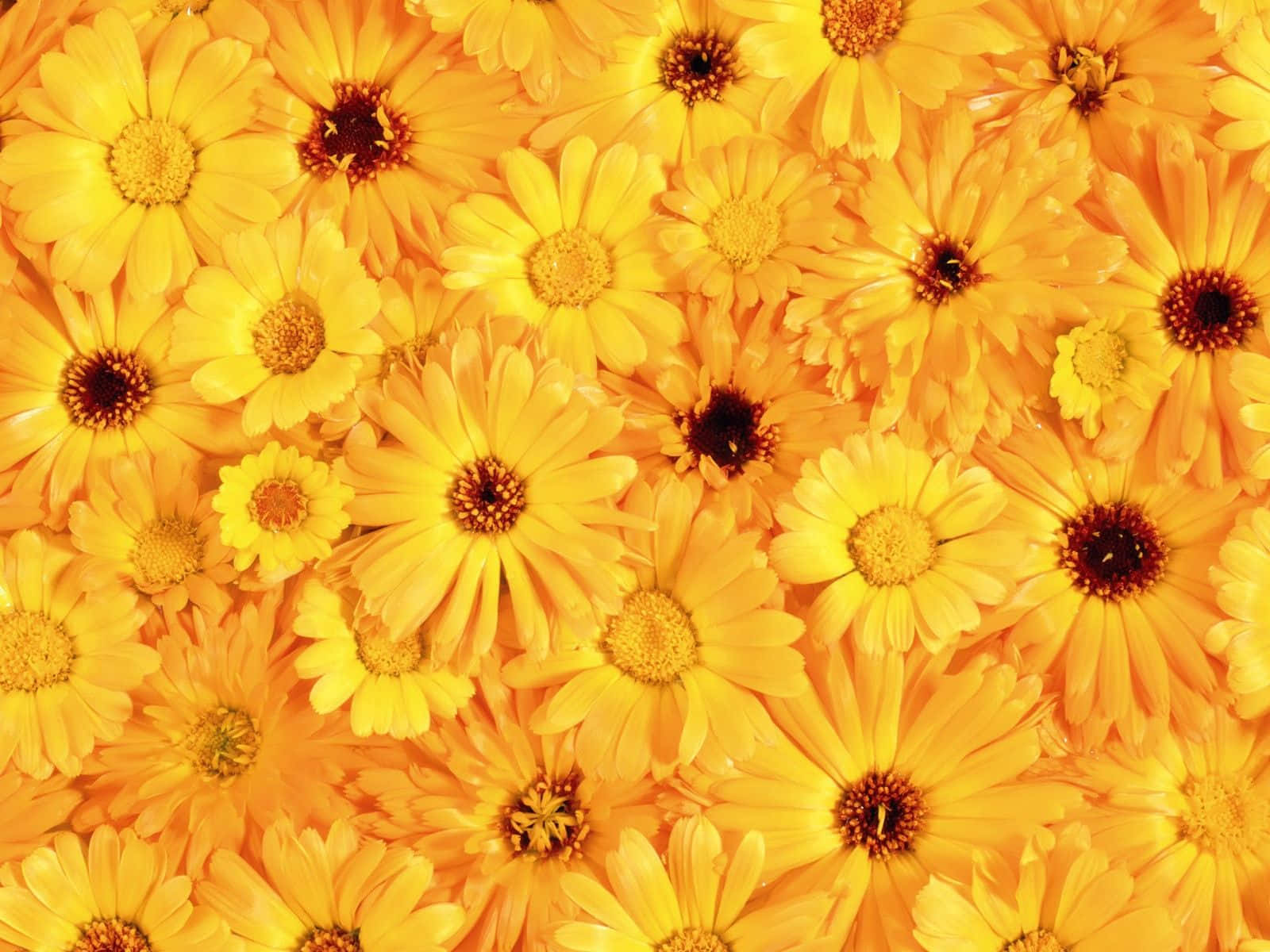 Æstetisk blomsterbaggrund: Blomstrende skønhed til din skærm Wallpapers