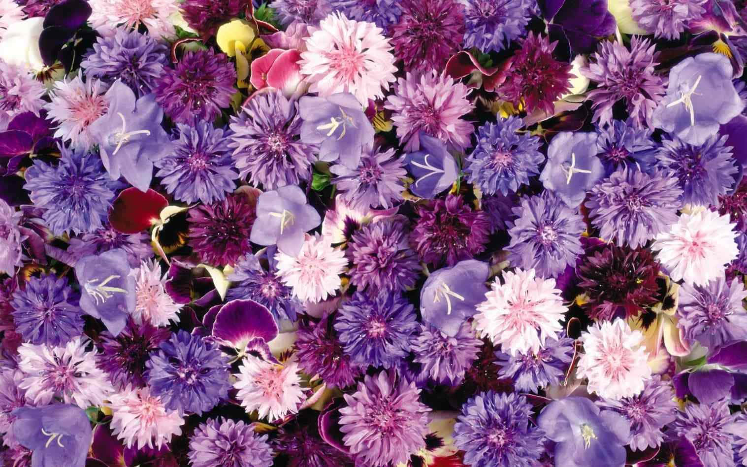 Æstetisk Blomsterbaggrund Wallpapers