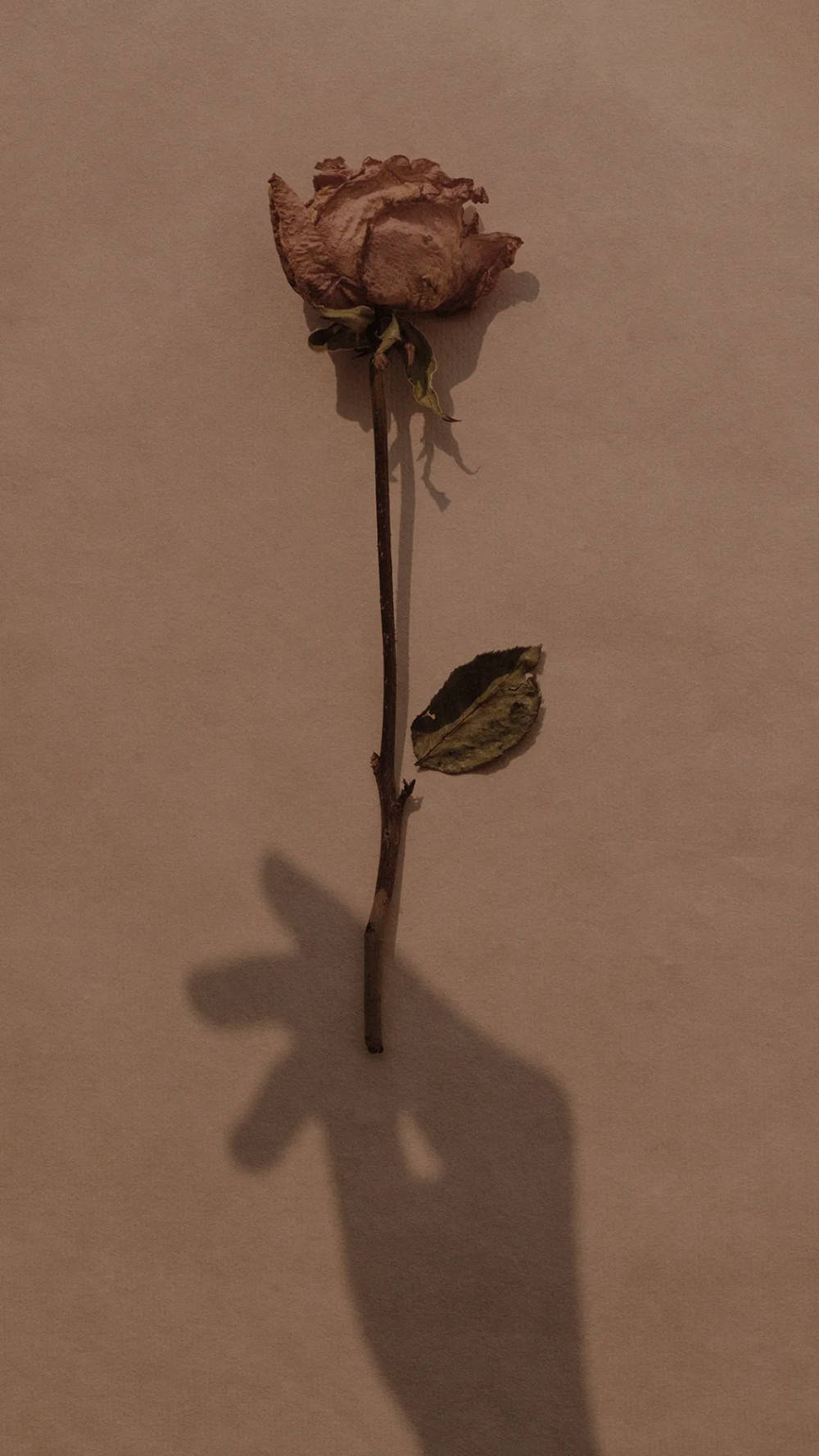 Æstetisk brun visnet blomst Wallpapers