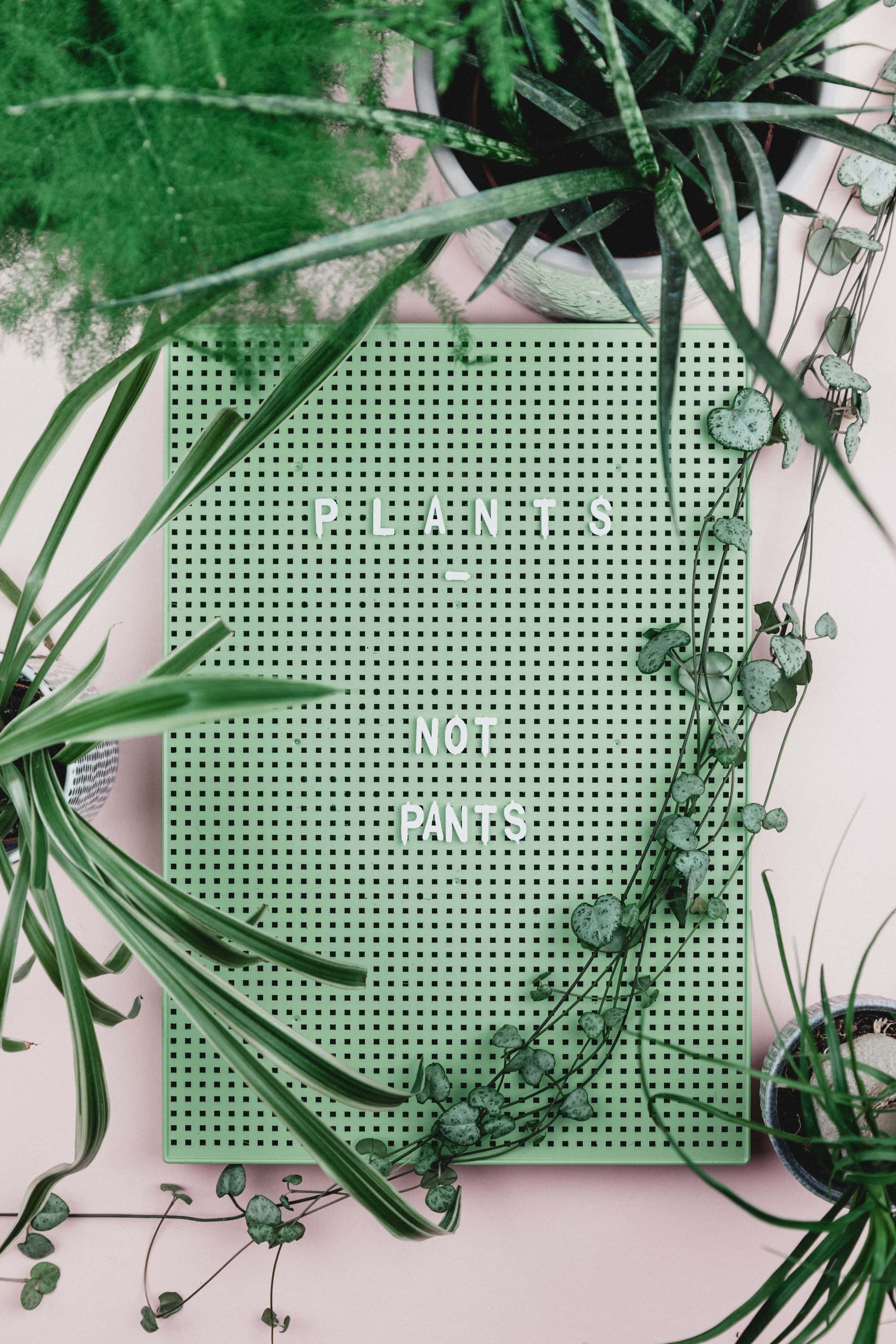 Æstetisk grøn baggrund med planter og plantebræt Wallpapers