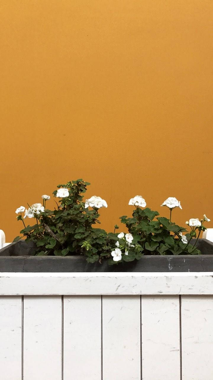 Æstetisk hvid blomsterkasse Wallpapers