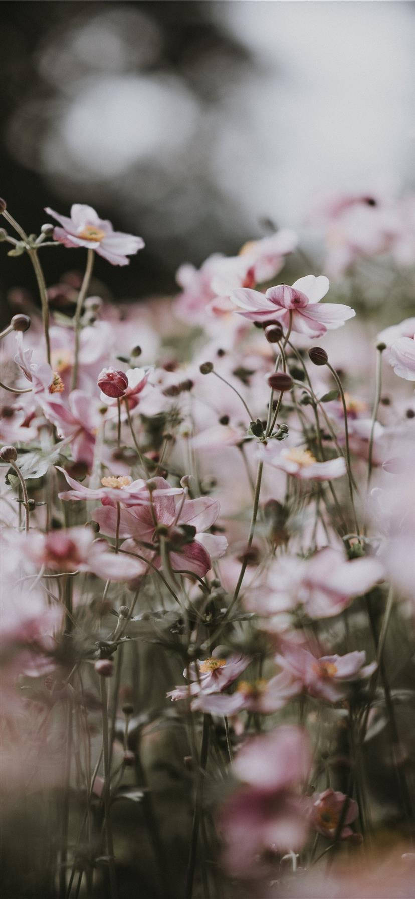 Æstetisk iPhone X lyserøde blomster Wallpapers