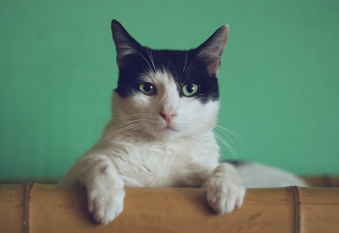 Æstetisk kat i bambus Wallpapers