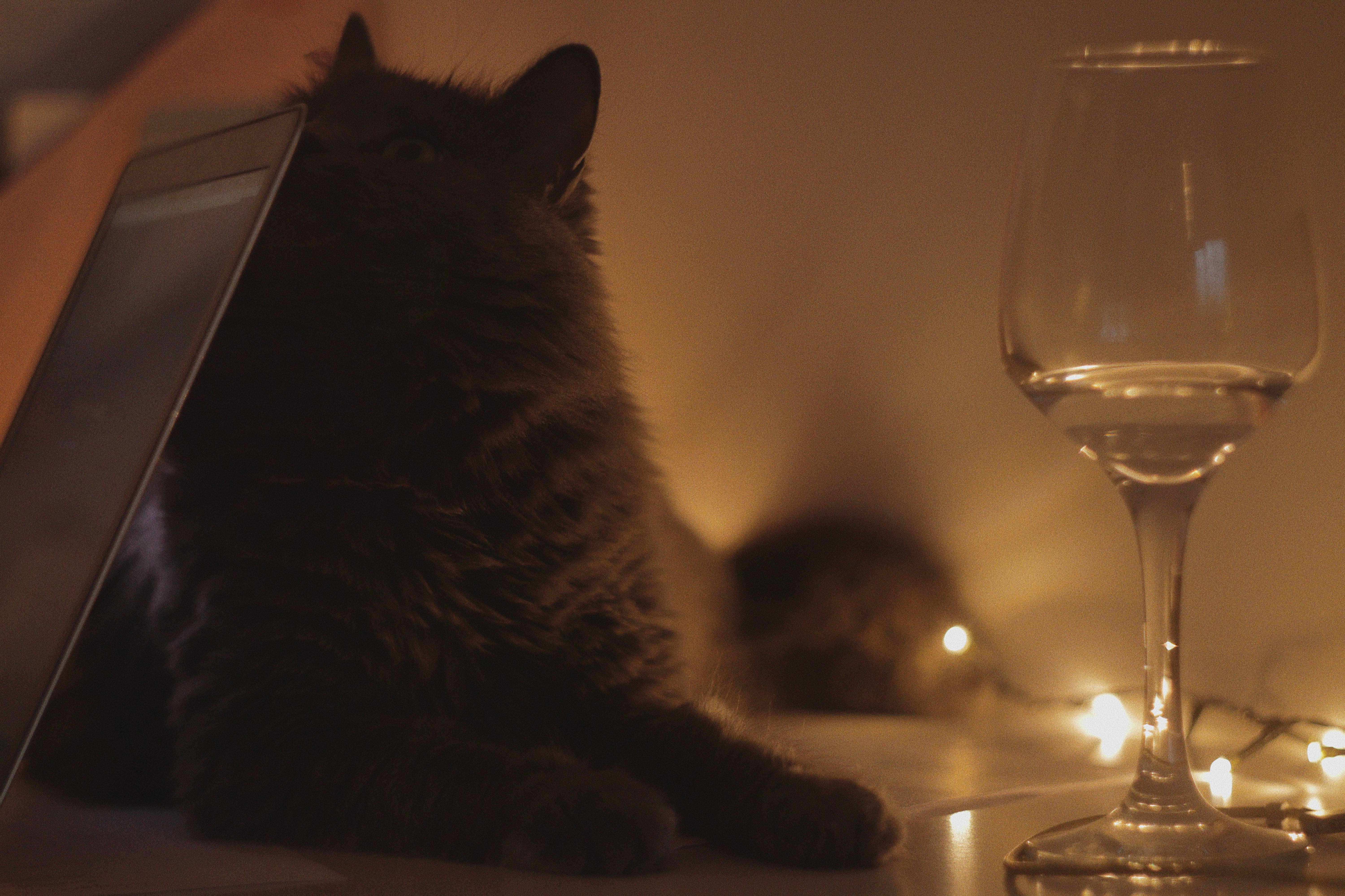 Æstetisk kat med rødvinsglas Wallpapers