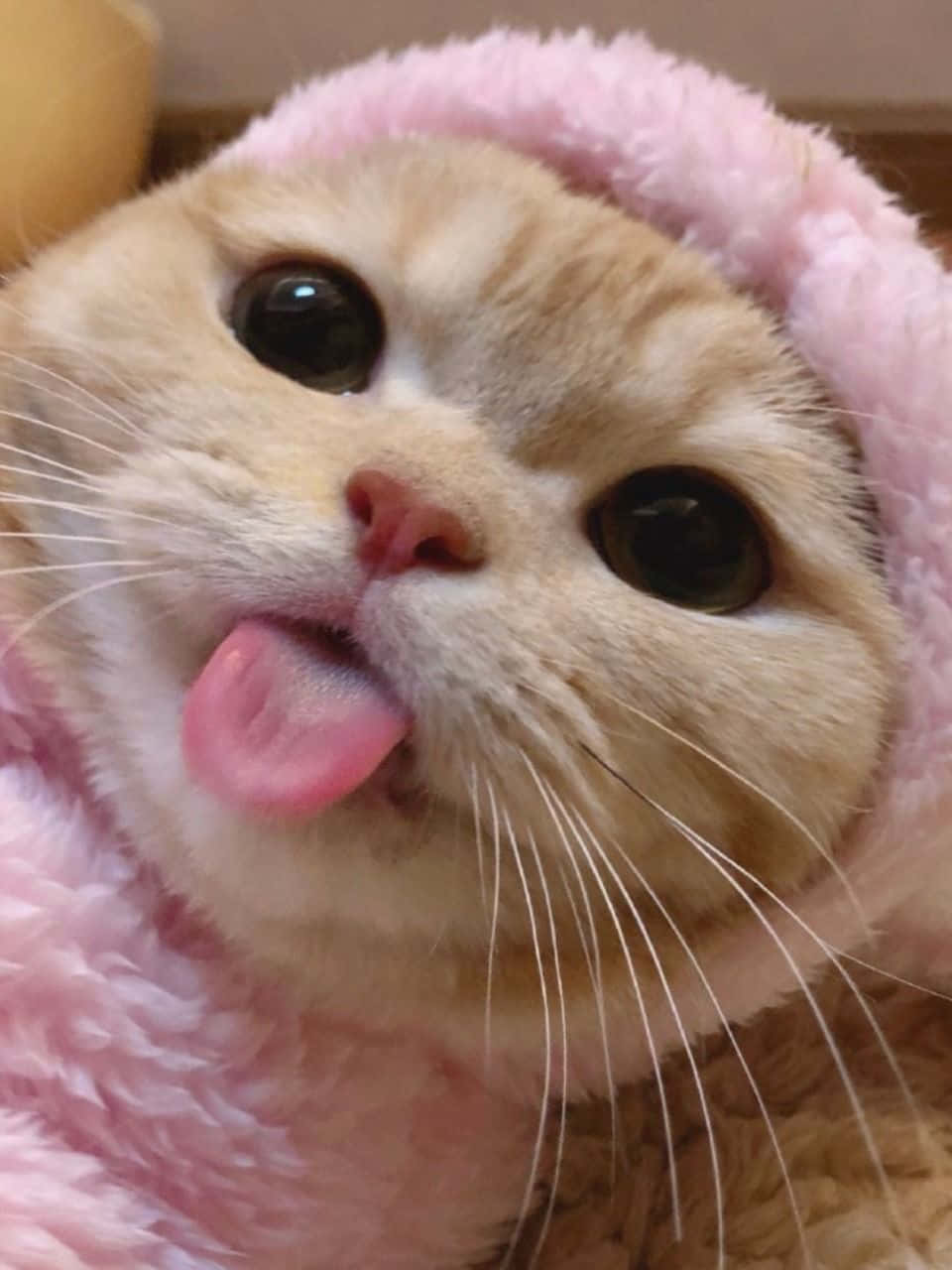 Æstetisk kat tapet Wallpapers