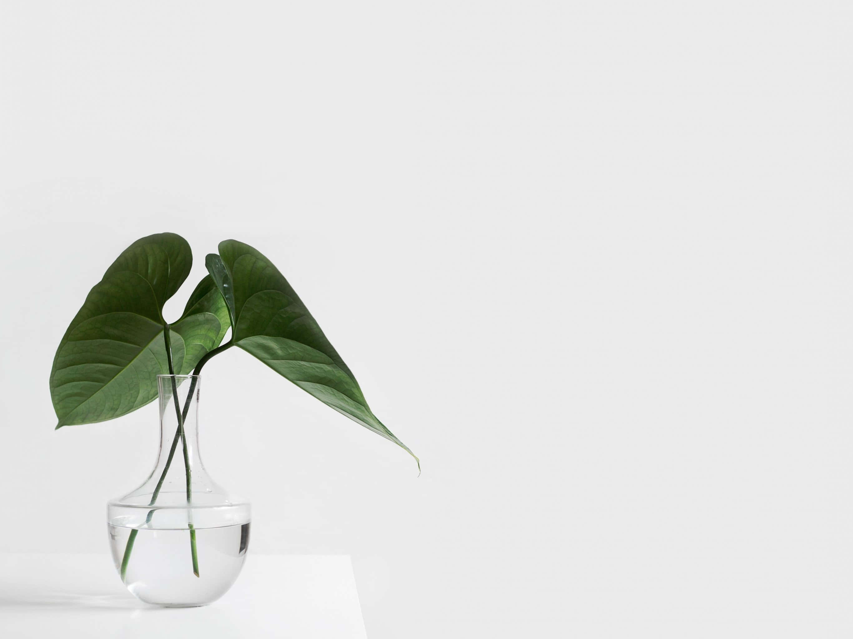 Æstetisk minimalistisk baggrund Wallpapers