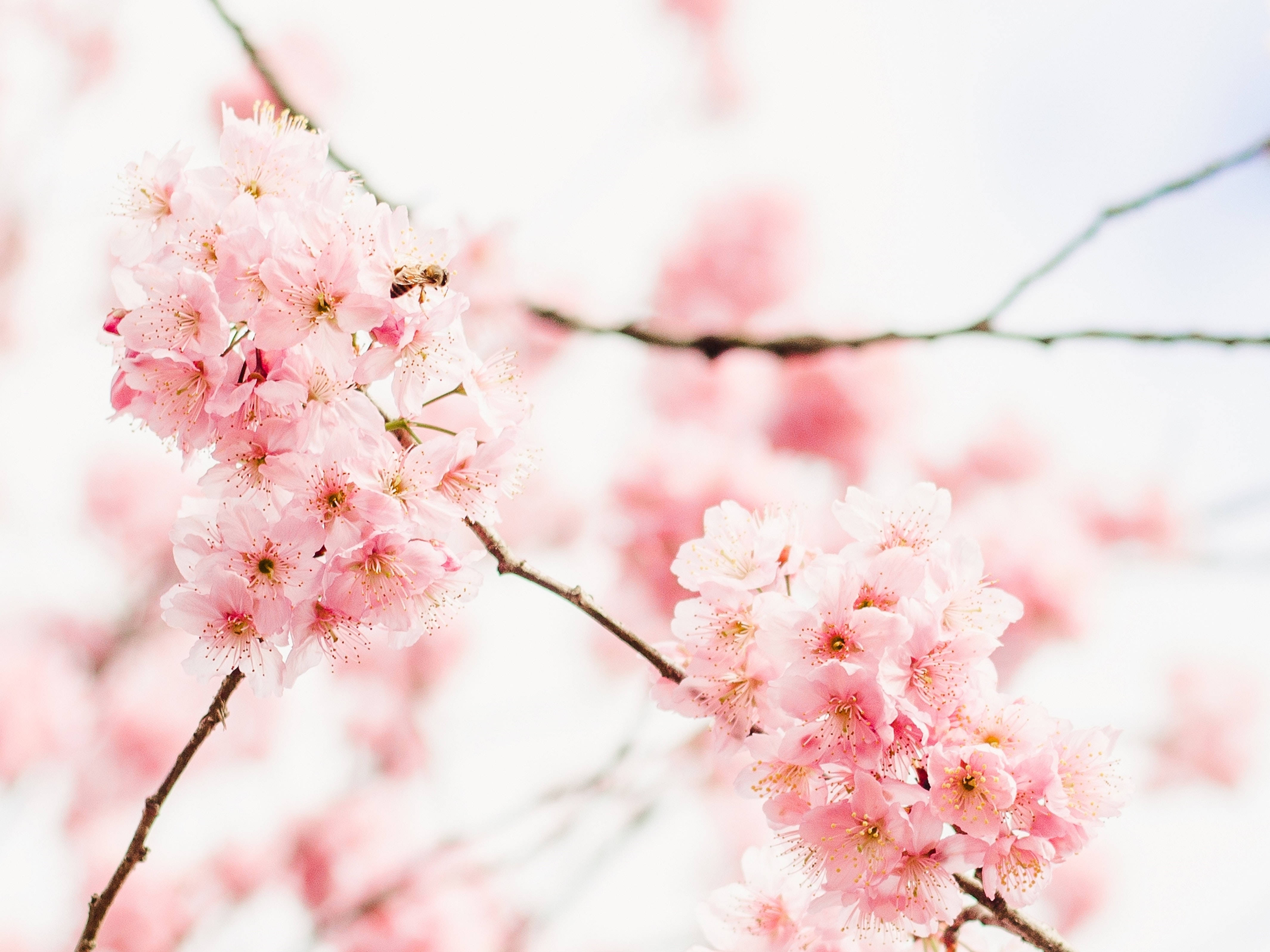 Æstetisk skrivebord med kirsebærblomster Wallpapers