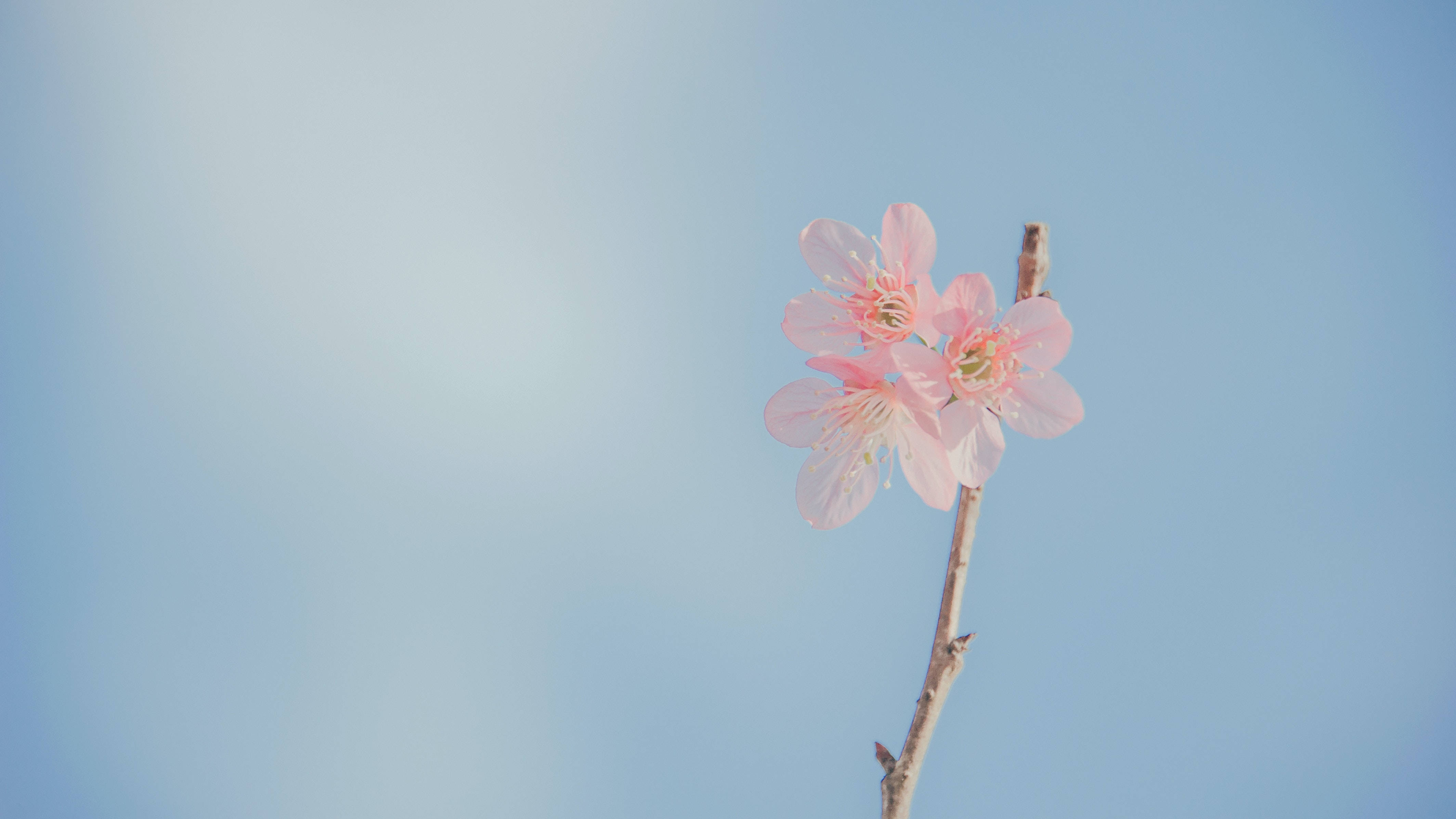Æstetisk skrivebord med pastelblomster Wallpapers