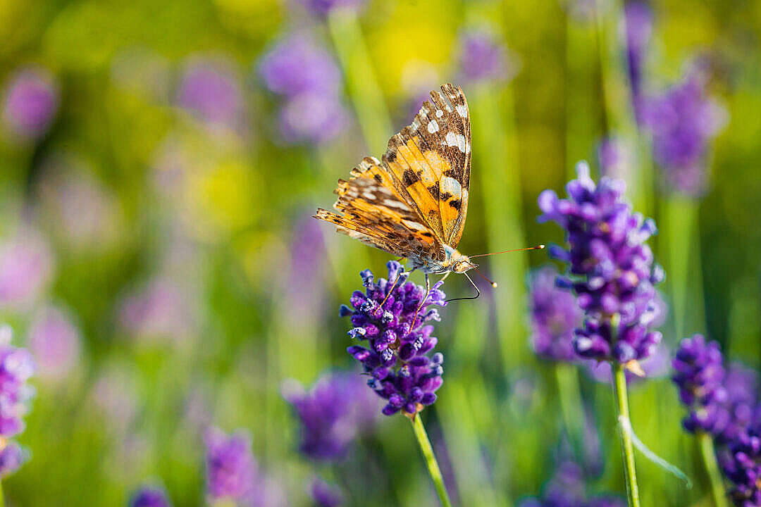Æstetisk sommerfugl, der drikker nektar Wallpapers