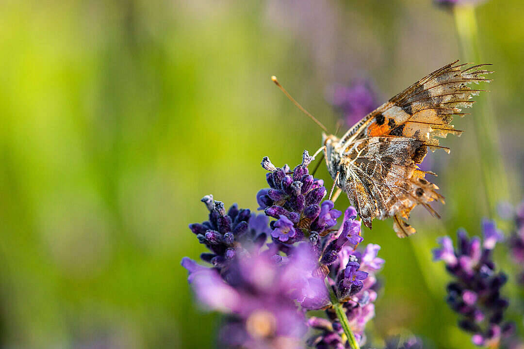 Æstetisk sommerfugl med knækkede vinger Wallpapers