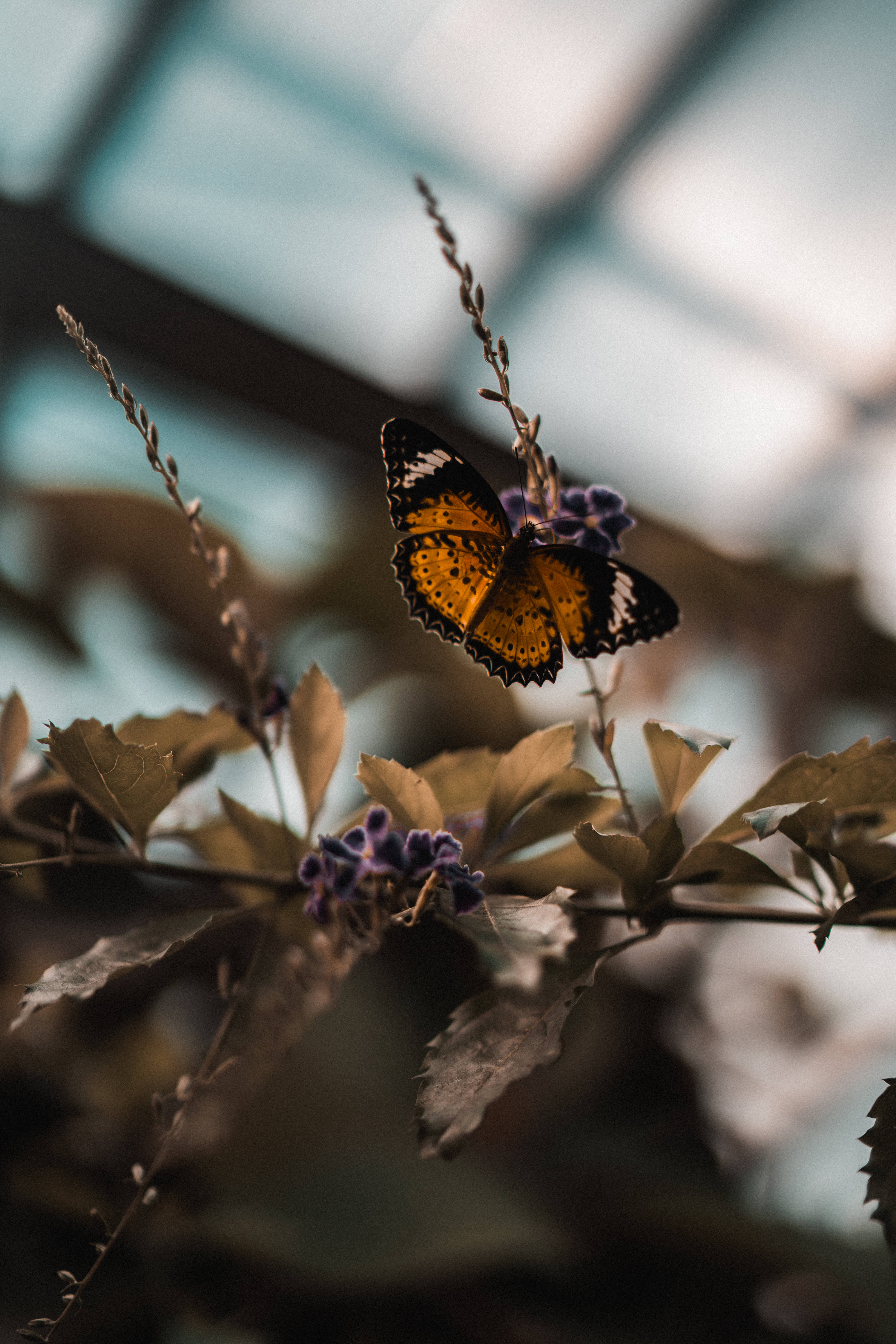 Æstetisk sommerfugl på en lilla blomst Wallpapers