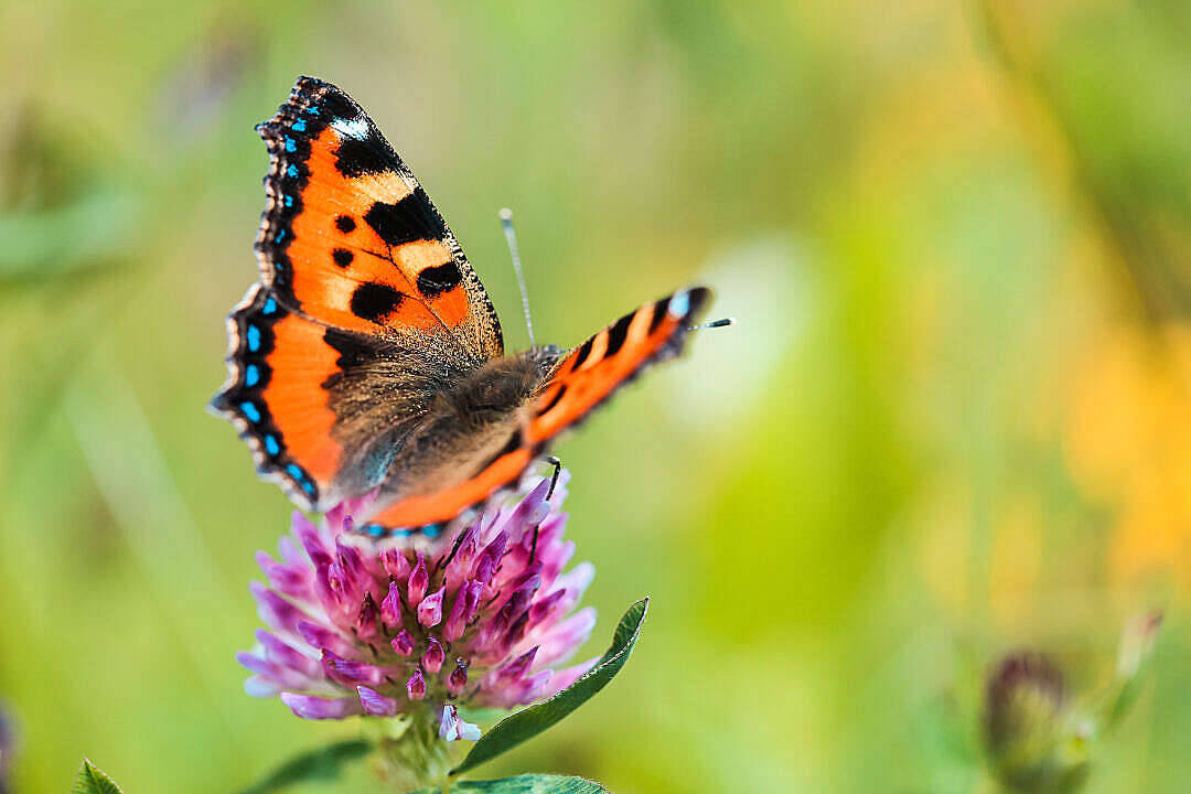 Æstetisk sommerfuglebillede Wallpapers