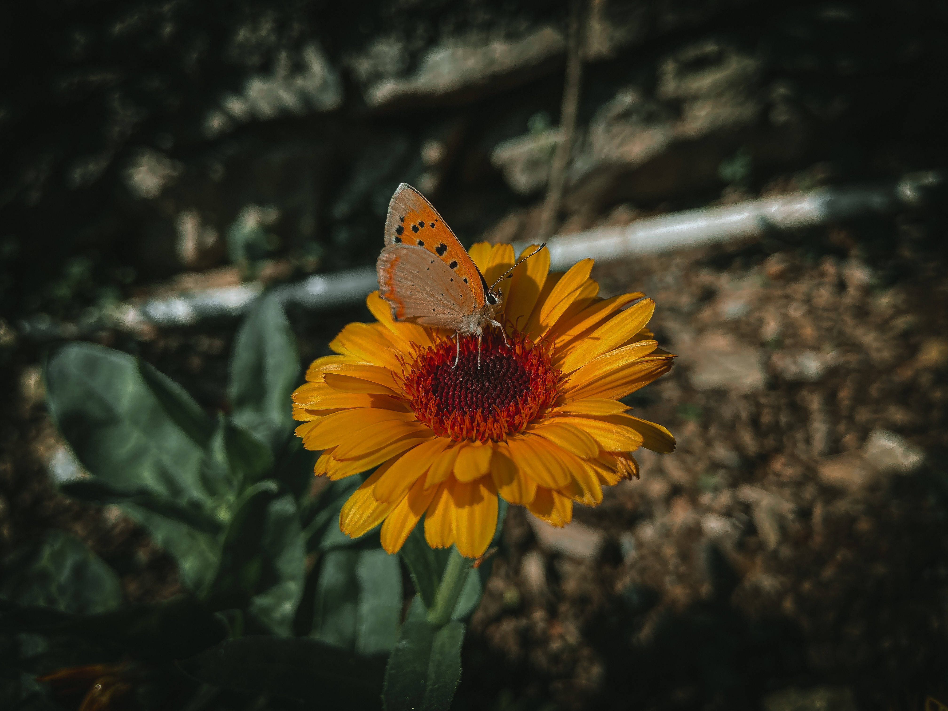 Æstetisk sommerfuglefotografi Wallpapers