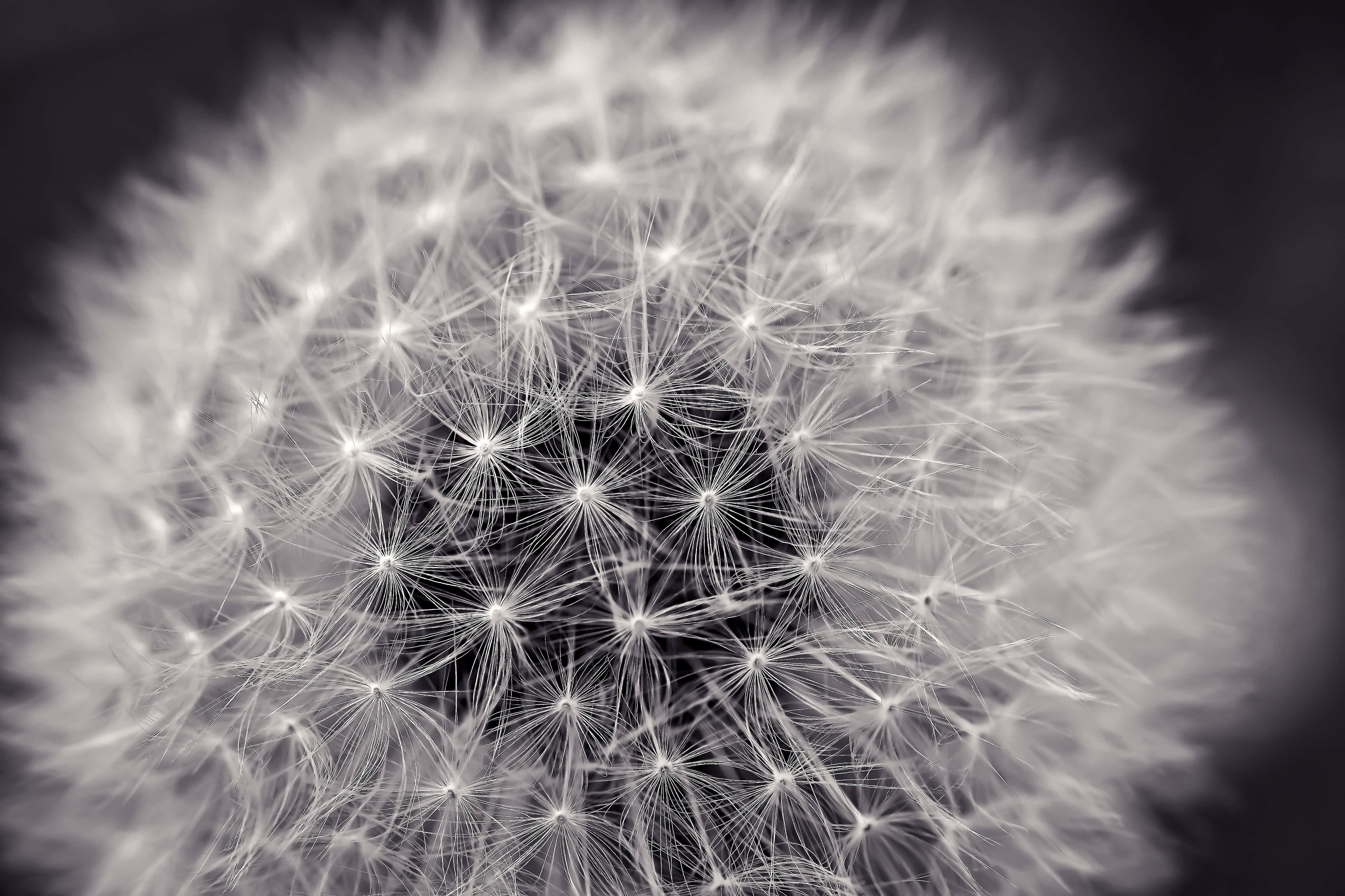 Æstetisk sort-hvidt foto Wallpapers