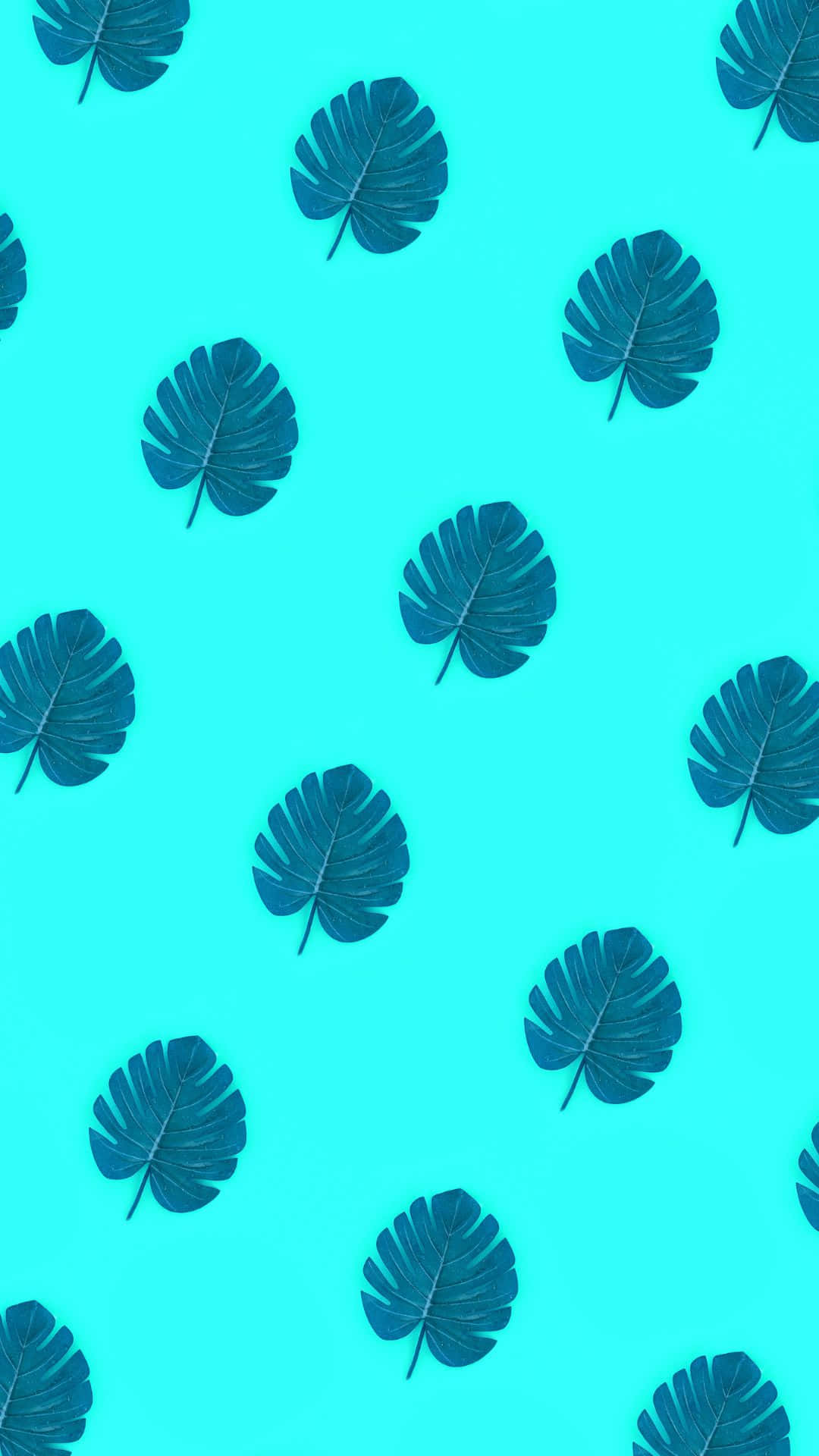 Æstetisk VSCO Monstera Blade Mønster Baggrund Wallpapers